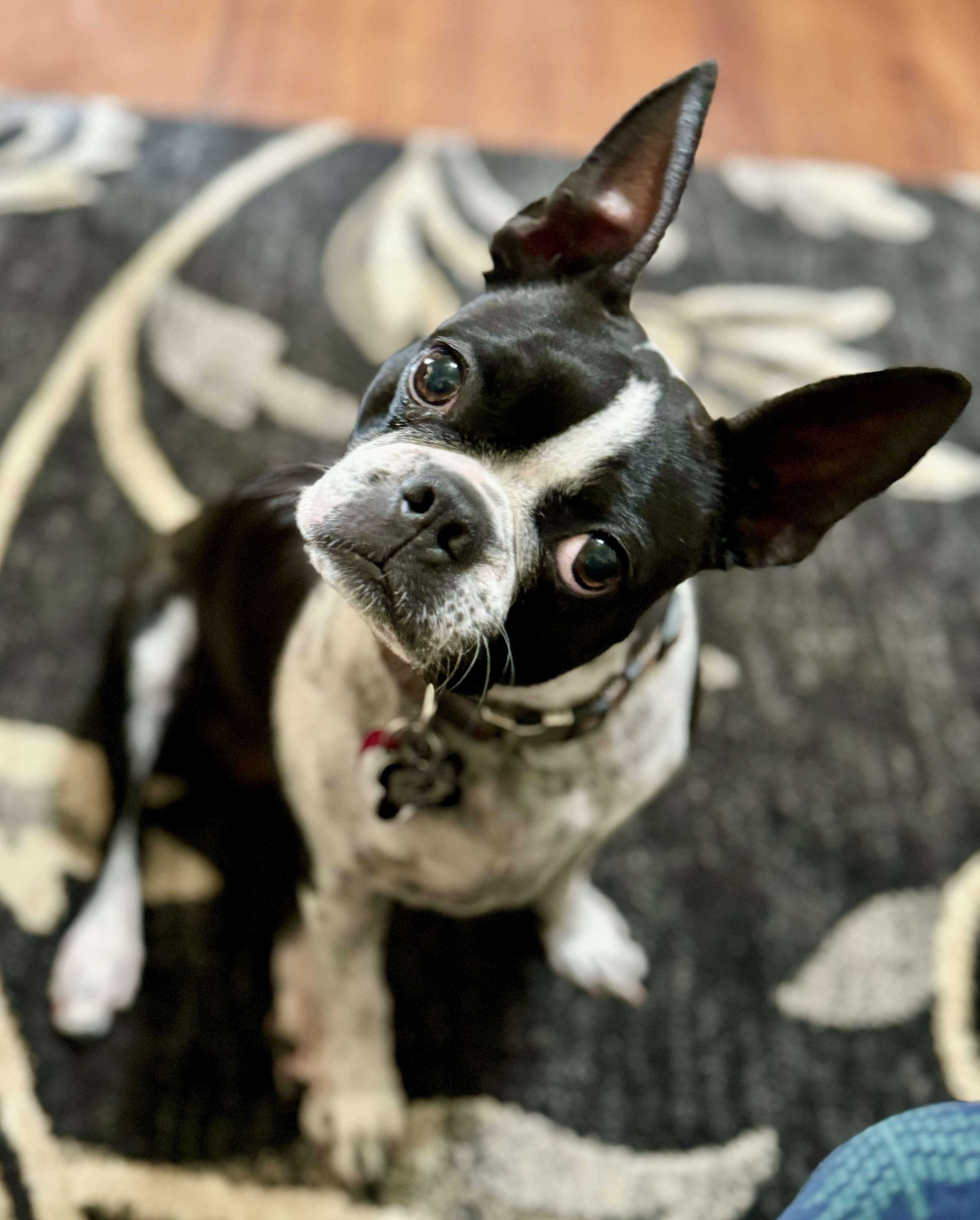 Enlarge Mimi Marie, a Adoptable Boston Terrier in Muskogee, OK image 3/6