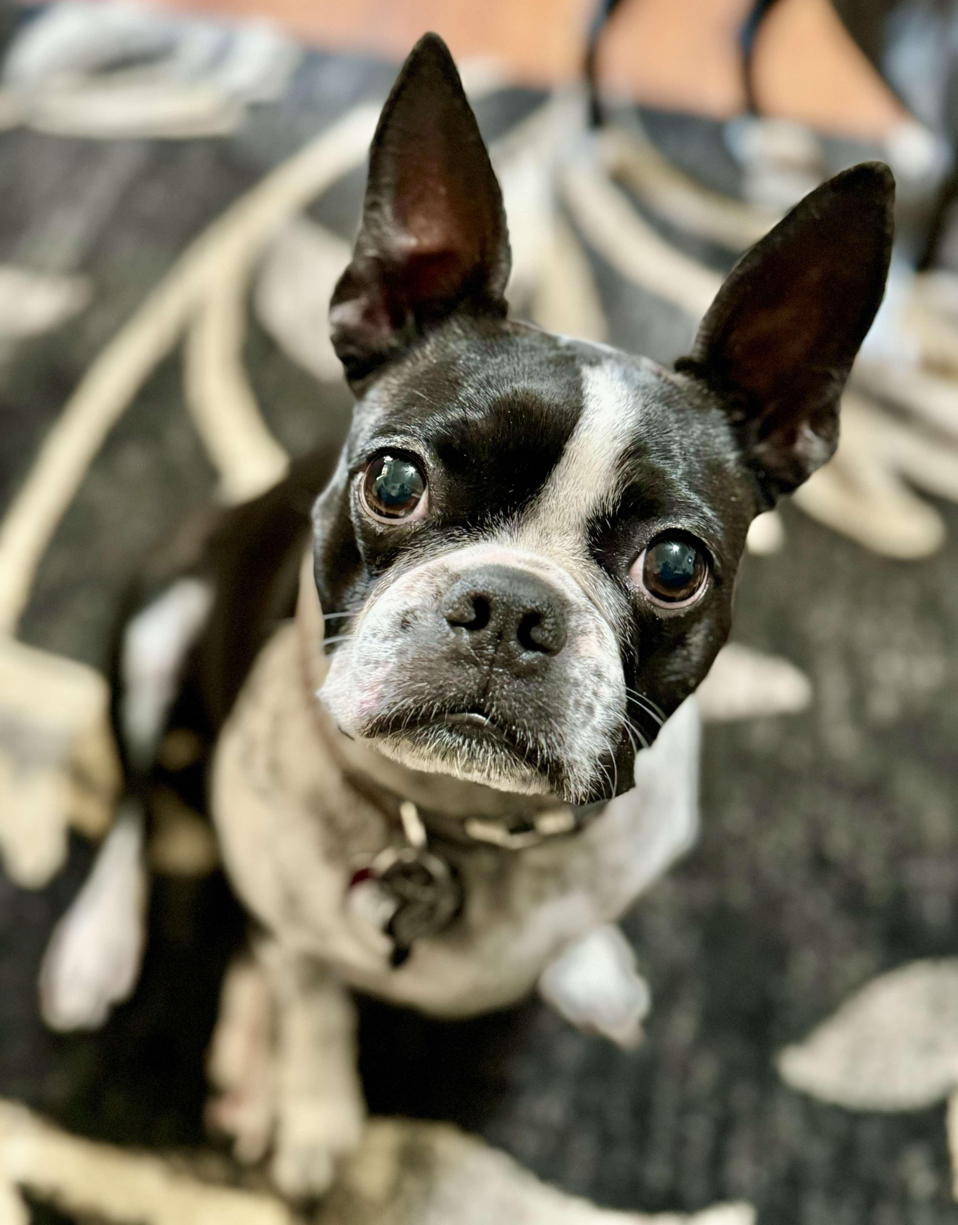 Enlarge Mimi Marie, a Adoptable Boston Terrier in Muskogee, OK image 5/6