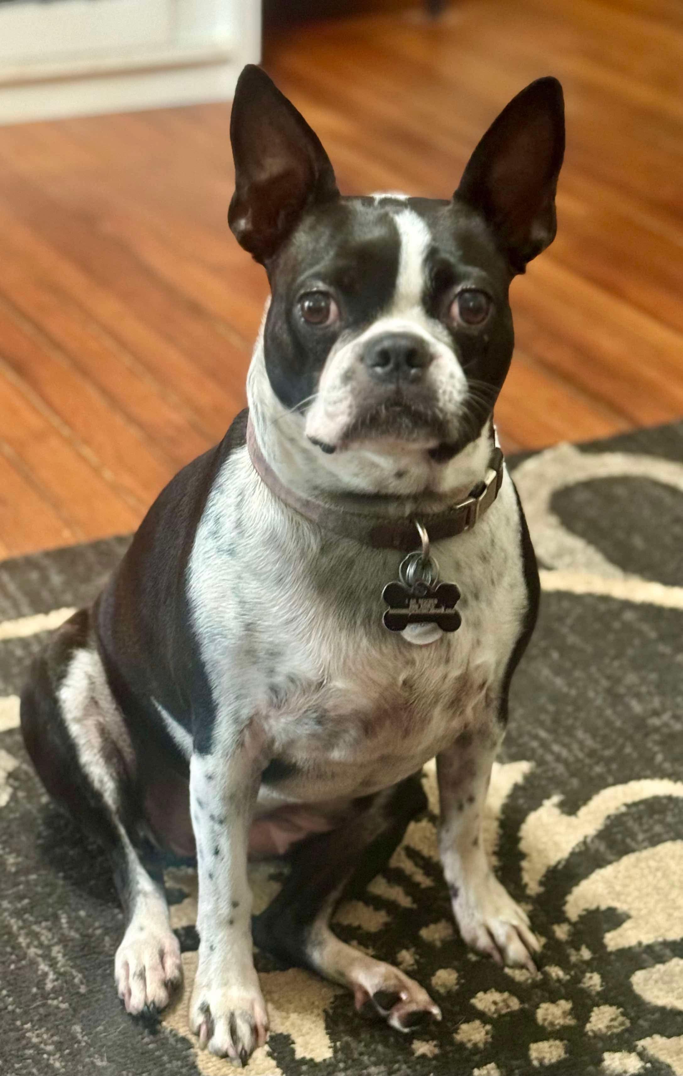 Enlarge Mimi Marie, a Adoptable Boston Terrier in Muskogee, OK image 6/6