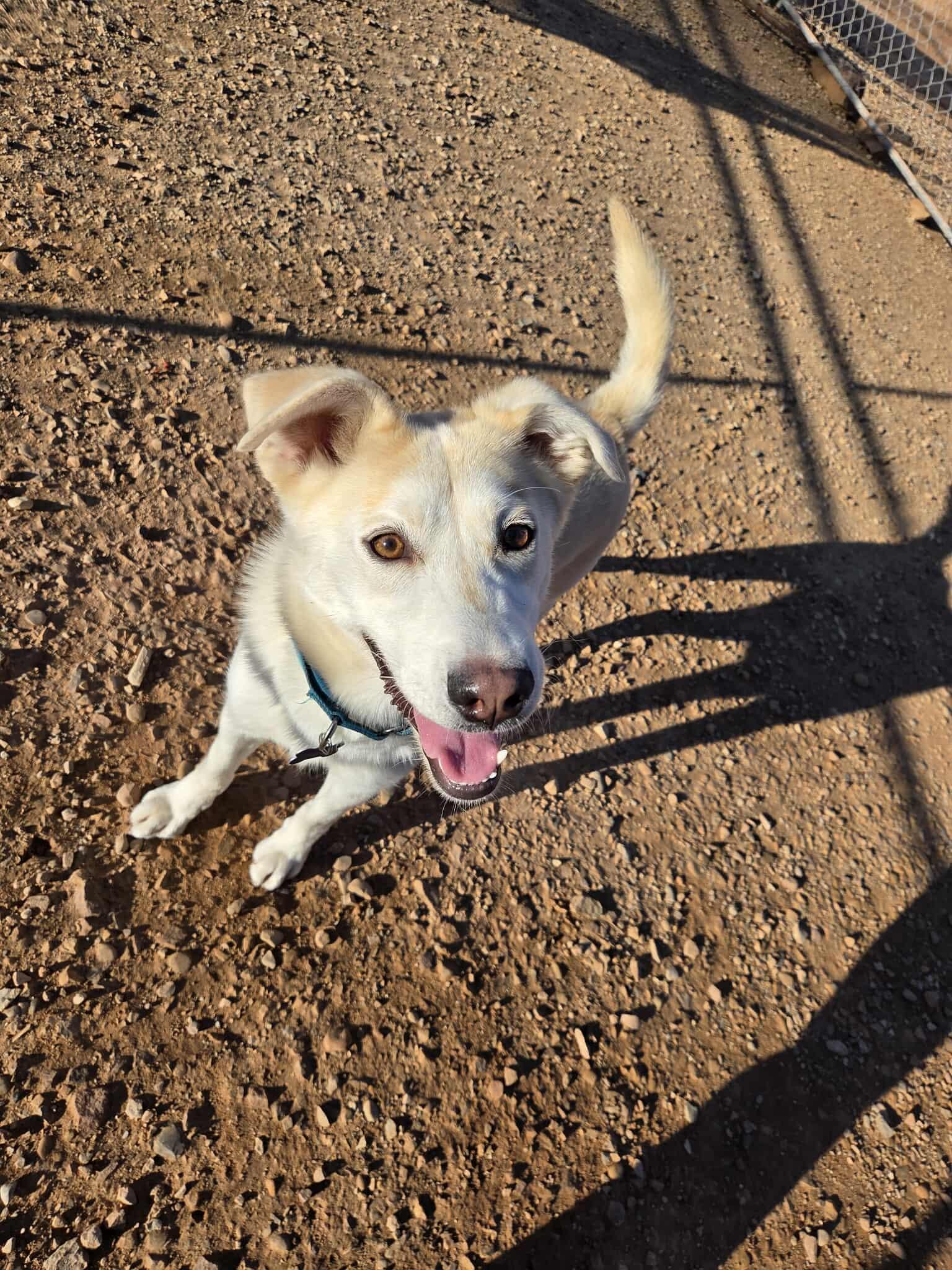 Frankie , ADOPTABLE, Young Male Husky.