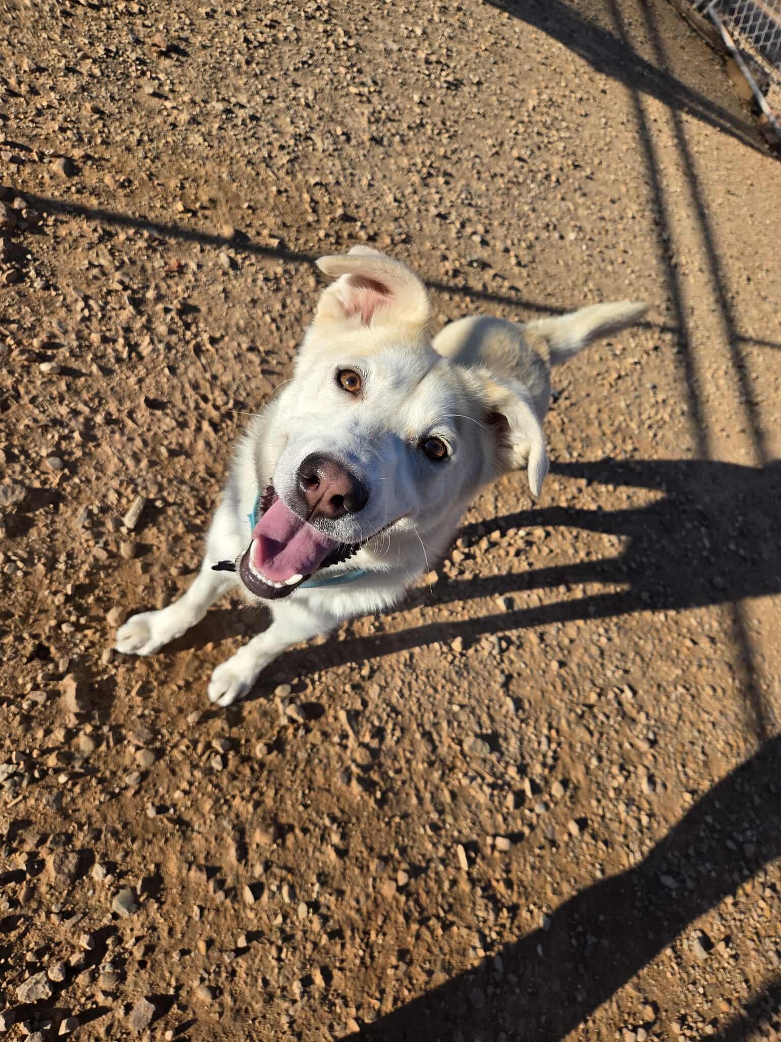 Enlarge Frankie , a ADOPTABLE mixed breed in Roosevelt, UT image 2/3