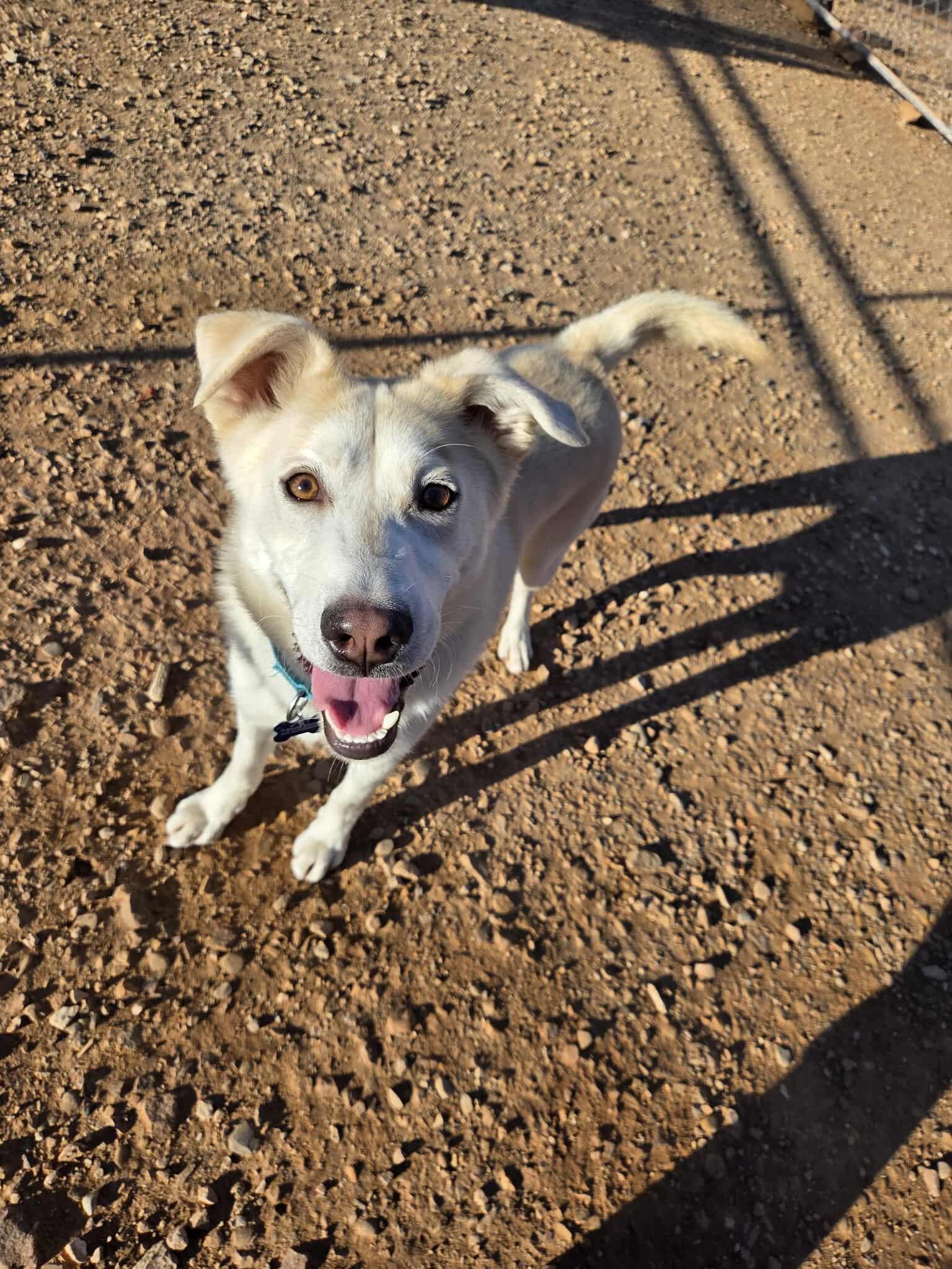 Enlarge Frankie , a ADOPTABLE mixed breed in Roosevelt, UT image 3/3