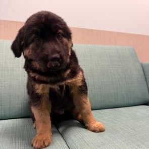 Enlarge Dunkin, a Adoptable mixed breed in Lindenhurst, NY image 1/1