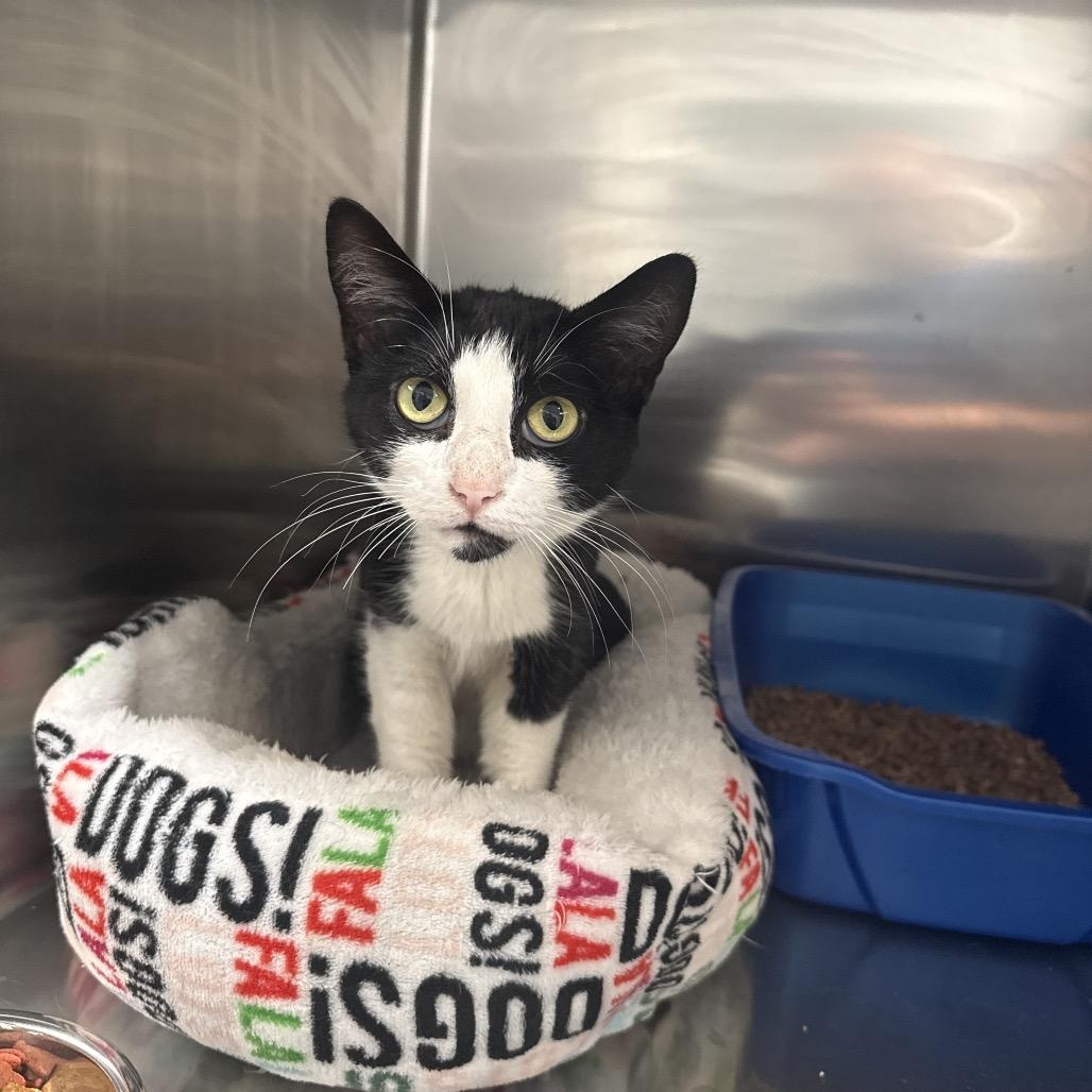 Enlarge Roxie, a ADOPTABLE American Shorthair in Danbury, CT image 2/3