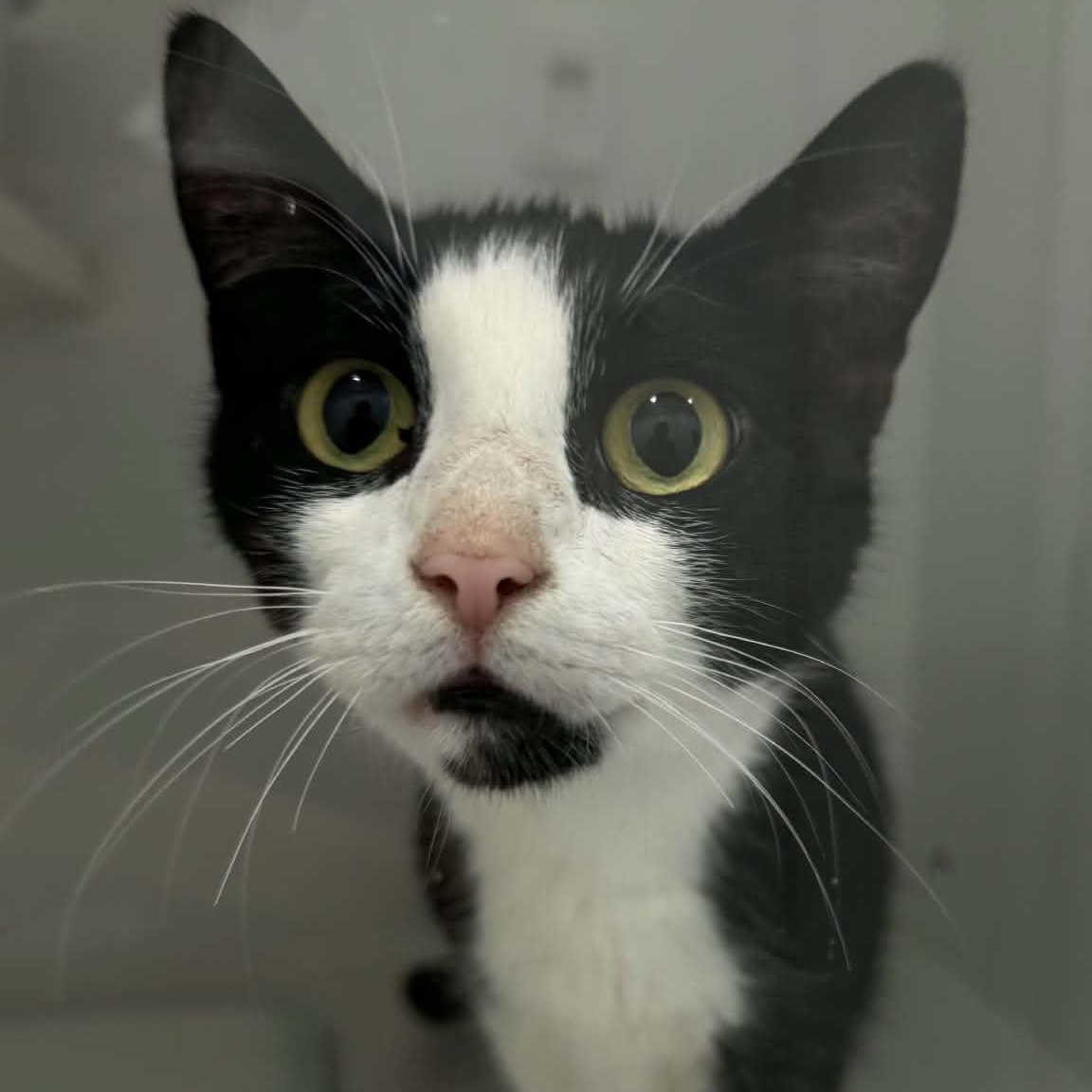 Enlarge Roxie, a ADOPTABLE American Shorthair in Danbury, CT image 1/3