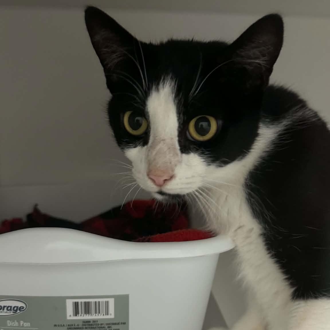 Enlarge Roxie, a ADOPTABLE American Shorthair in Danbury, CT image 3/3