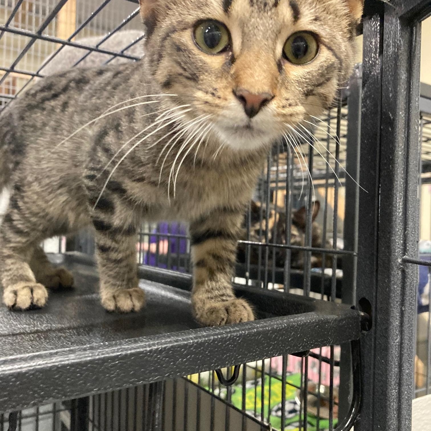 Enlarge Pancake, a Adopted Domestic Short Hair in Kankakee, IL image 2/2