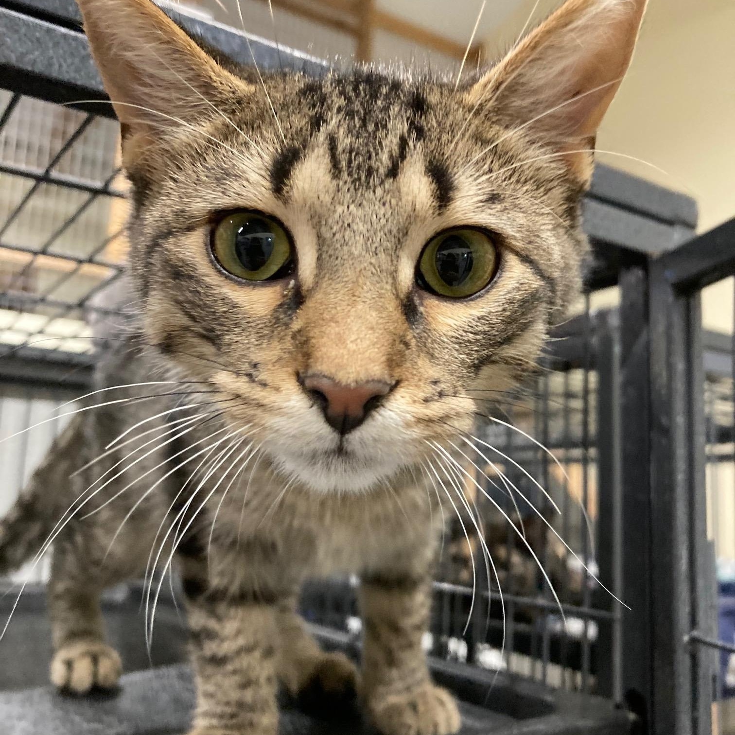 Pancake, Adopted, Kitten Male Domestic Short Hair.