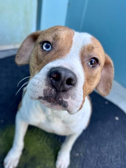 Enlarge Nova (Formerly Tonic Underdog NLOL), a Adoptable mixed breed in New Orleans, LA image 1/1