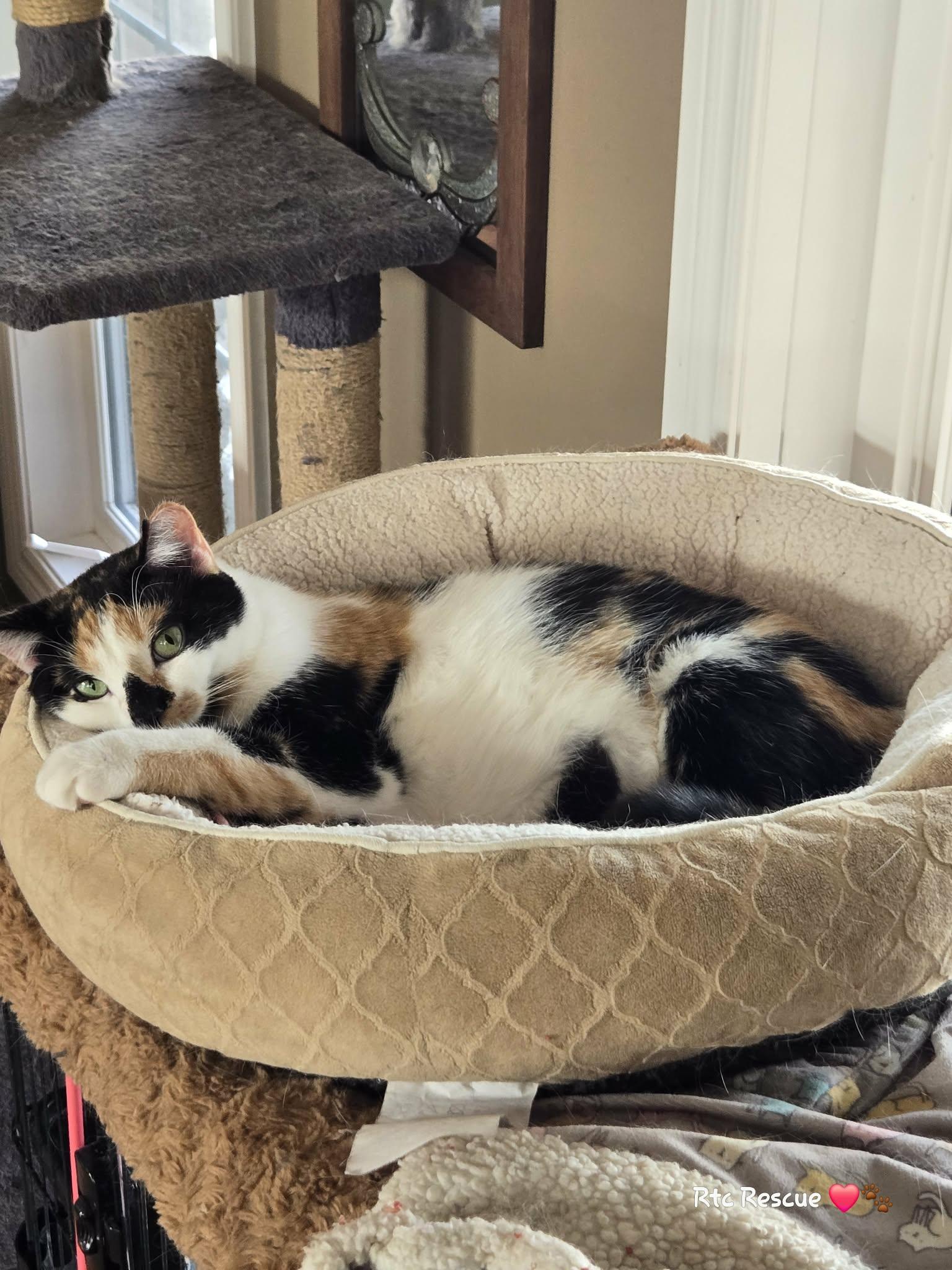 Enlarge Swan, a ADOPTABLE Domestic Short Hair in Shakespeare, ON image 2/6