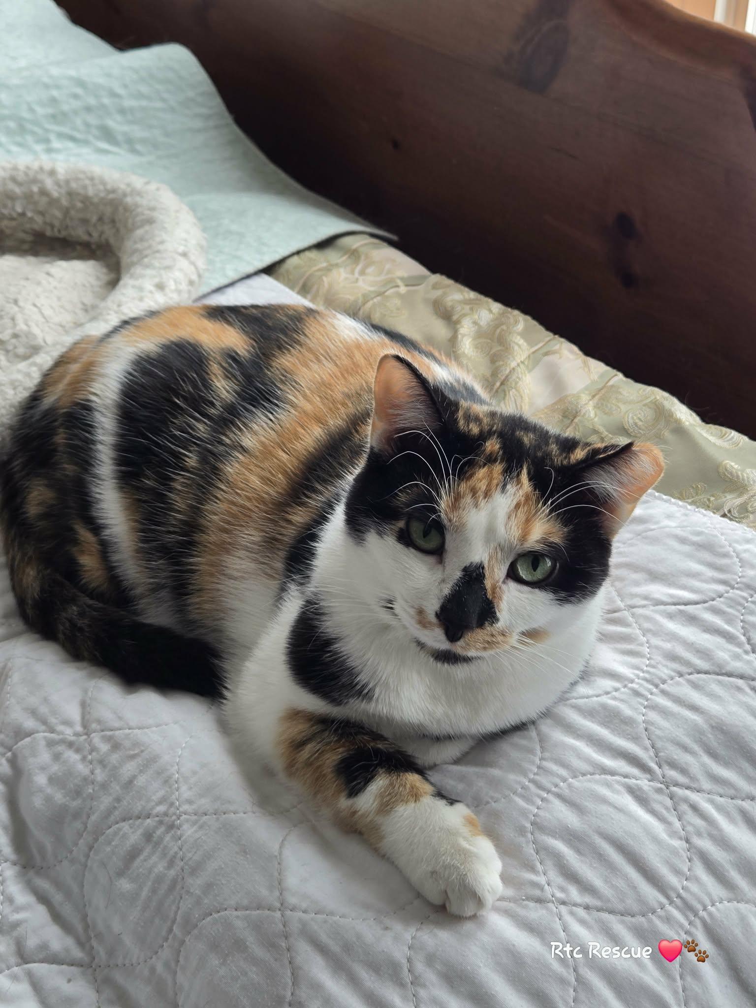 Enlarge Swan, a ADOPTABLE Domestic Short Hair in Shakespeare, ON image 3/6