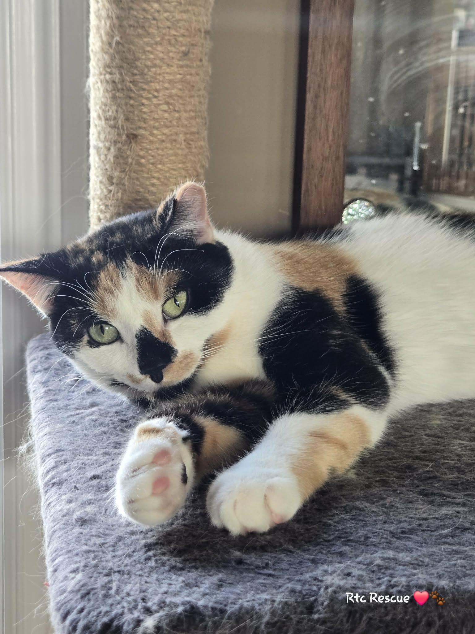 Enlarge Swan, a ADOPTABLE Domestic Short Hair in Shakespeare, ON image 1/6