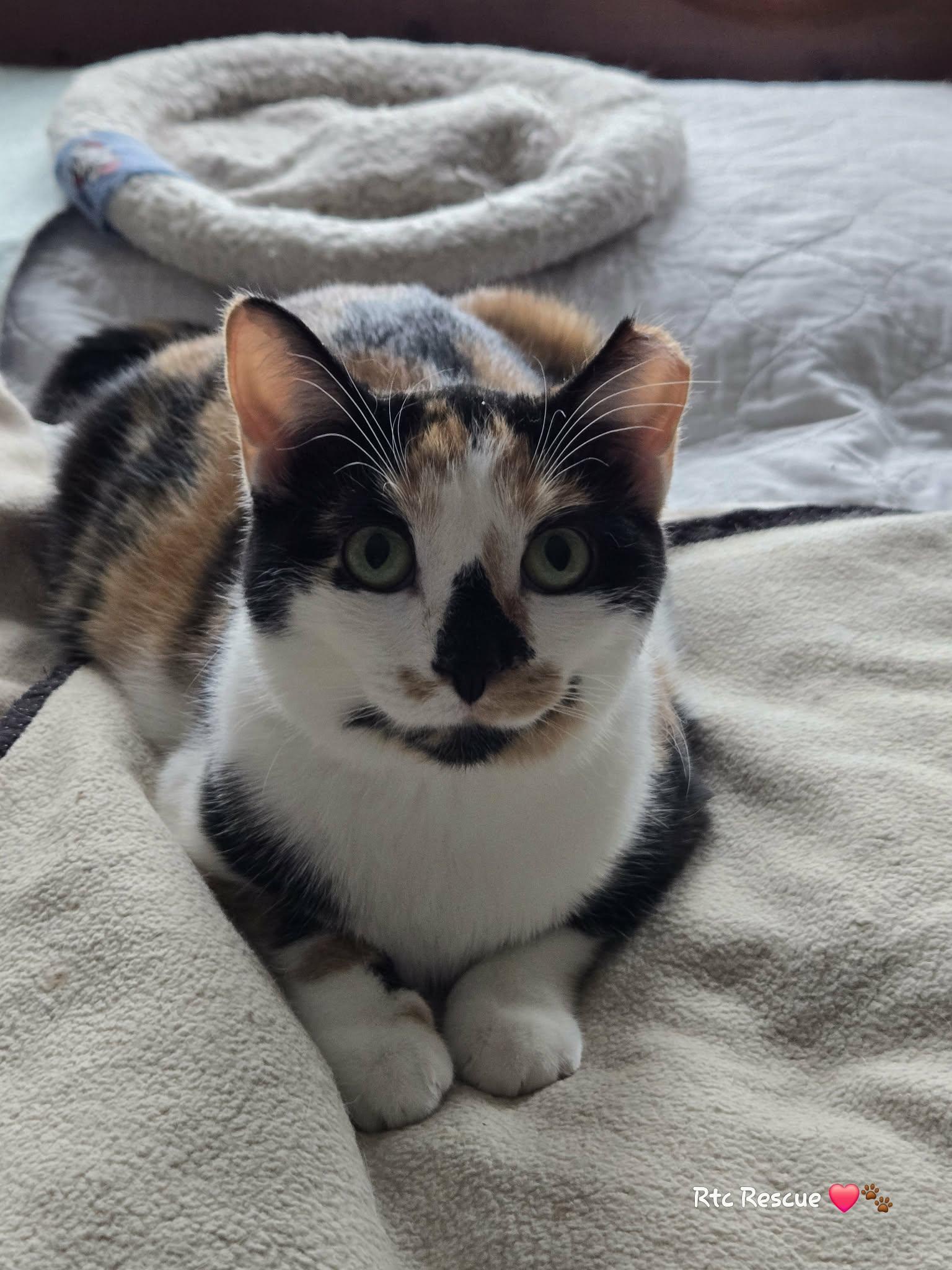 Enlarge Swan, a ADOPTABLE Domestic Short Hair in Shakespeare, ON image 4/6