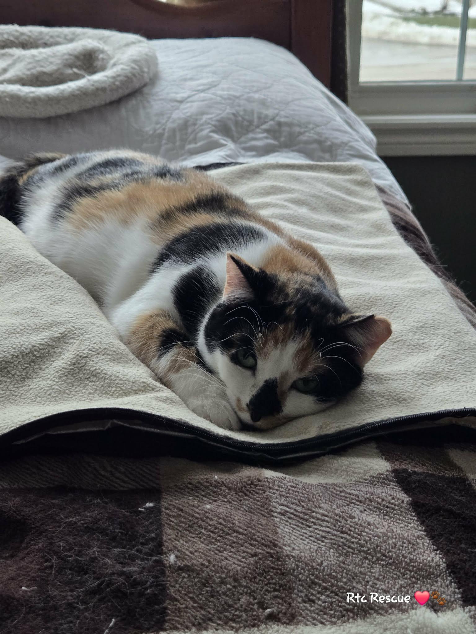 Enlarge Swan, a ADOPTABLE Domestic Short Hair in Shakespeare, ON image 5/6