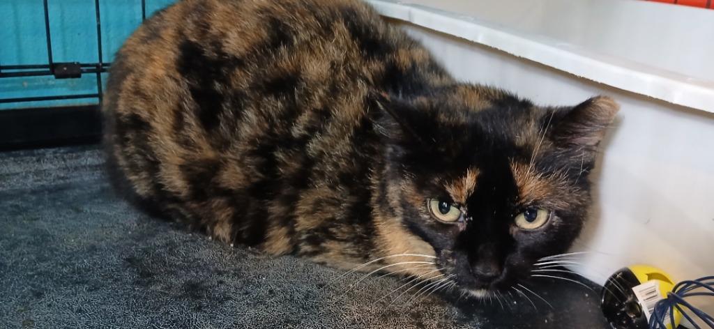 Pixel, Adoptable, Young Female Domestic Short Hair.