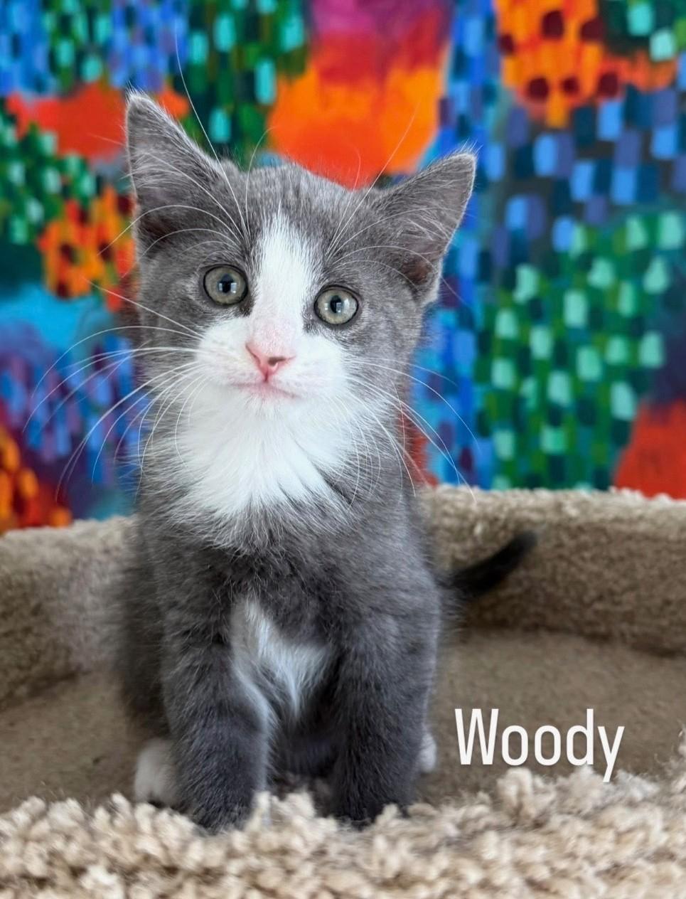 Enlarge Woody, an adopted mixed breed in Asbury Park, NJ image 2/2
