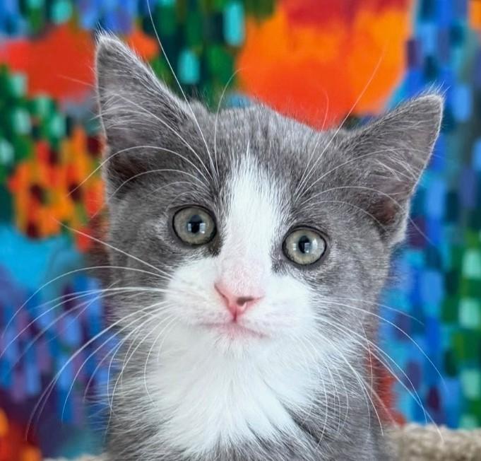 Enlarge Woody, an adopted mixed breed in Asbury Park, NJ image 1/2