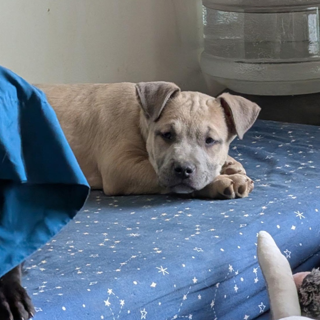 Brewer, adopted, Puppy Male American Bully & American Staffordshire Terrier.