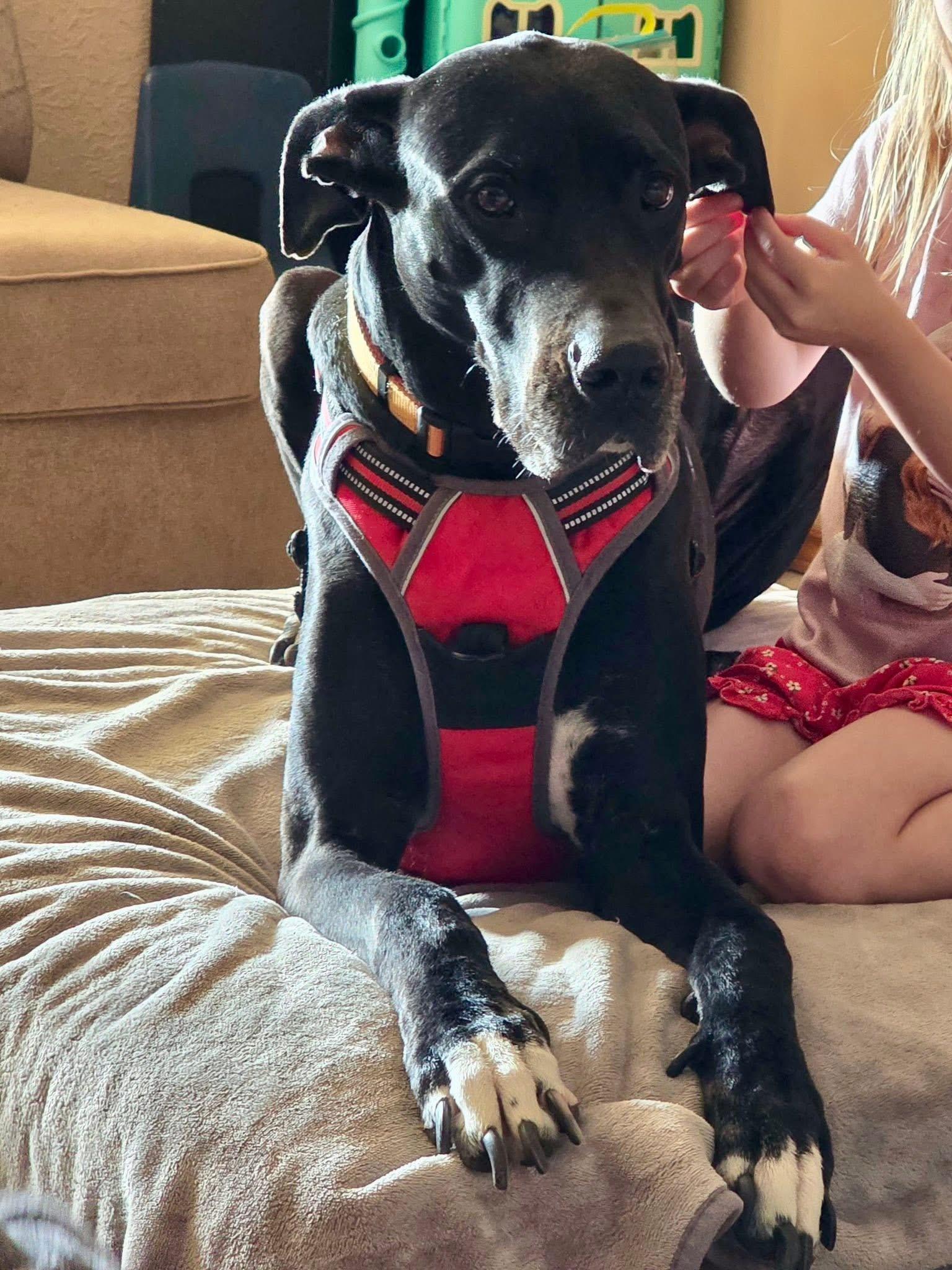 Abby, a Adoptable Great Dane in Carrollton, TX image 6/6