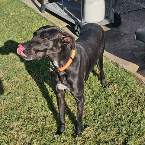 Enlarge Abby, a Adoptable Great Dane in Carrollton, TX image 2/6