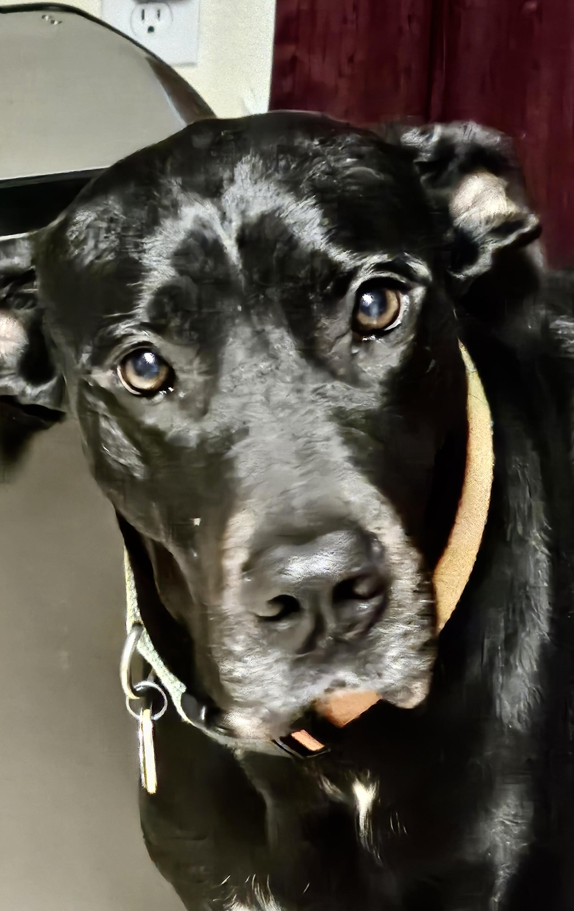 Enlarge Abby, a Adoptable Great Dane in Carrollton, TX image 6/6