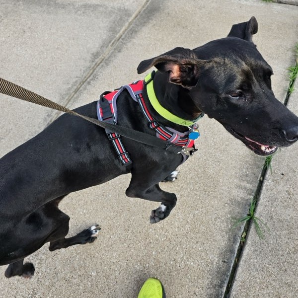 Enlarge Abby, a Adoptable Great Dane in Carrollton, TX image 5/6