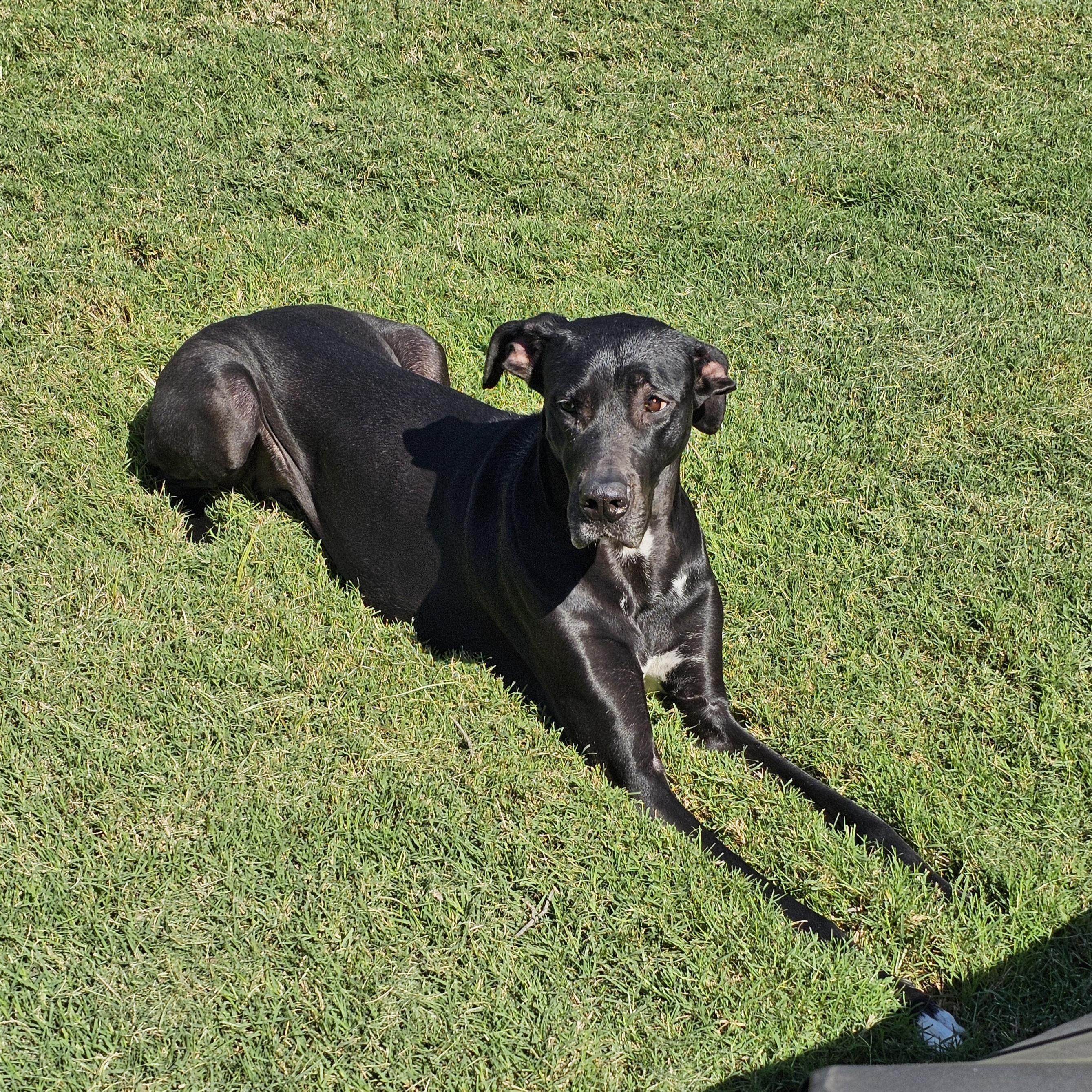Enlarge Abby, a Adoptable Great Dane in Carrollton, TX image 1/6