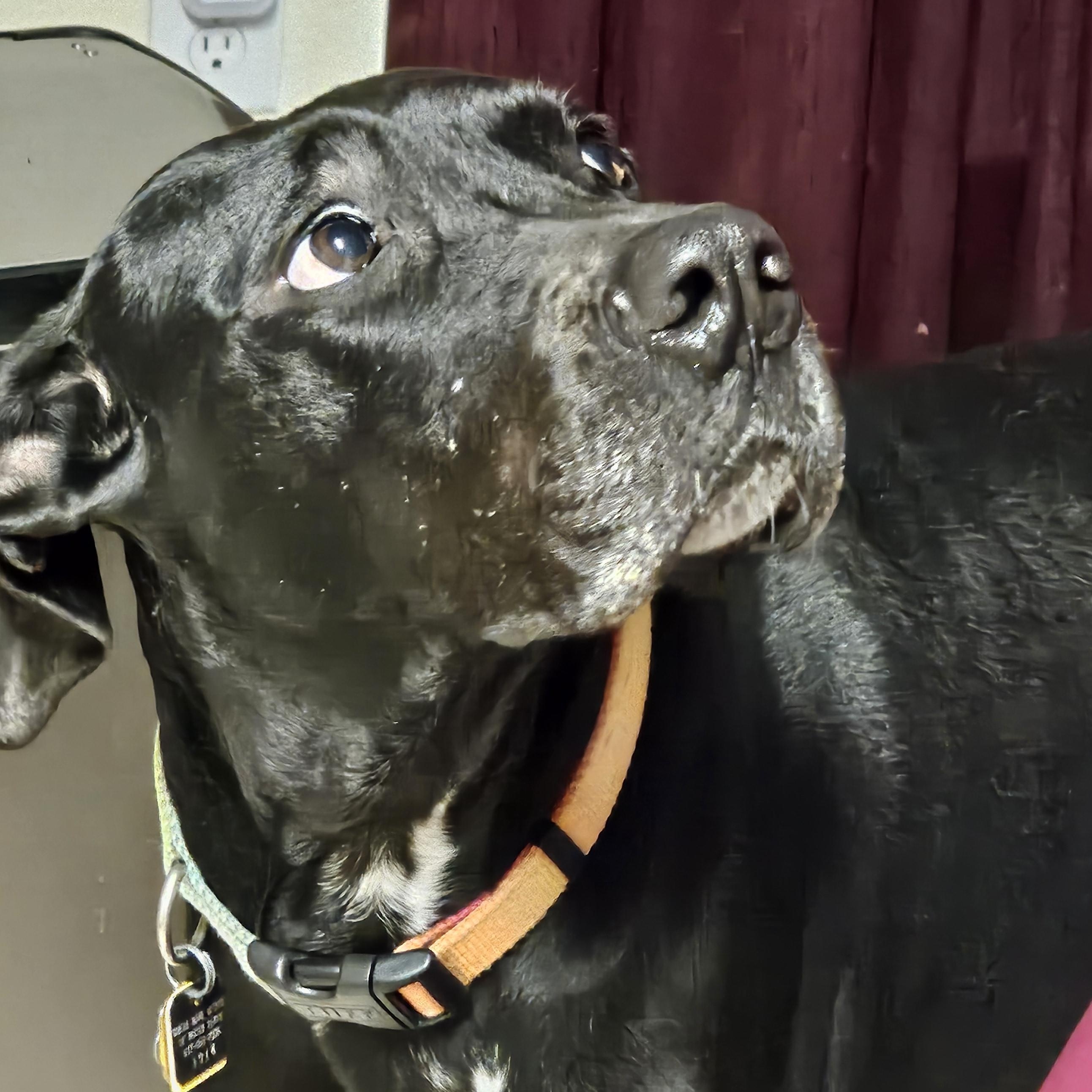 Enlarge Abby, a Adoptable Great Dane in Carrollton, TX image 3/6