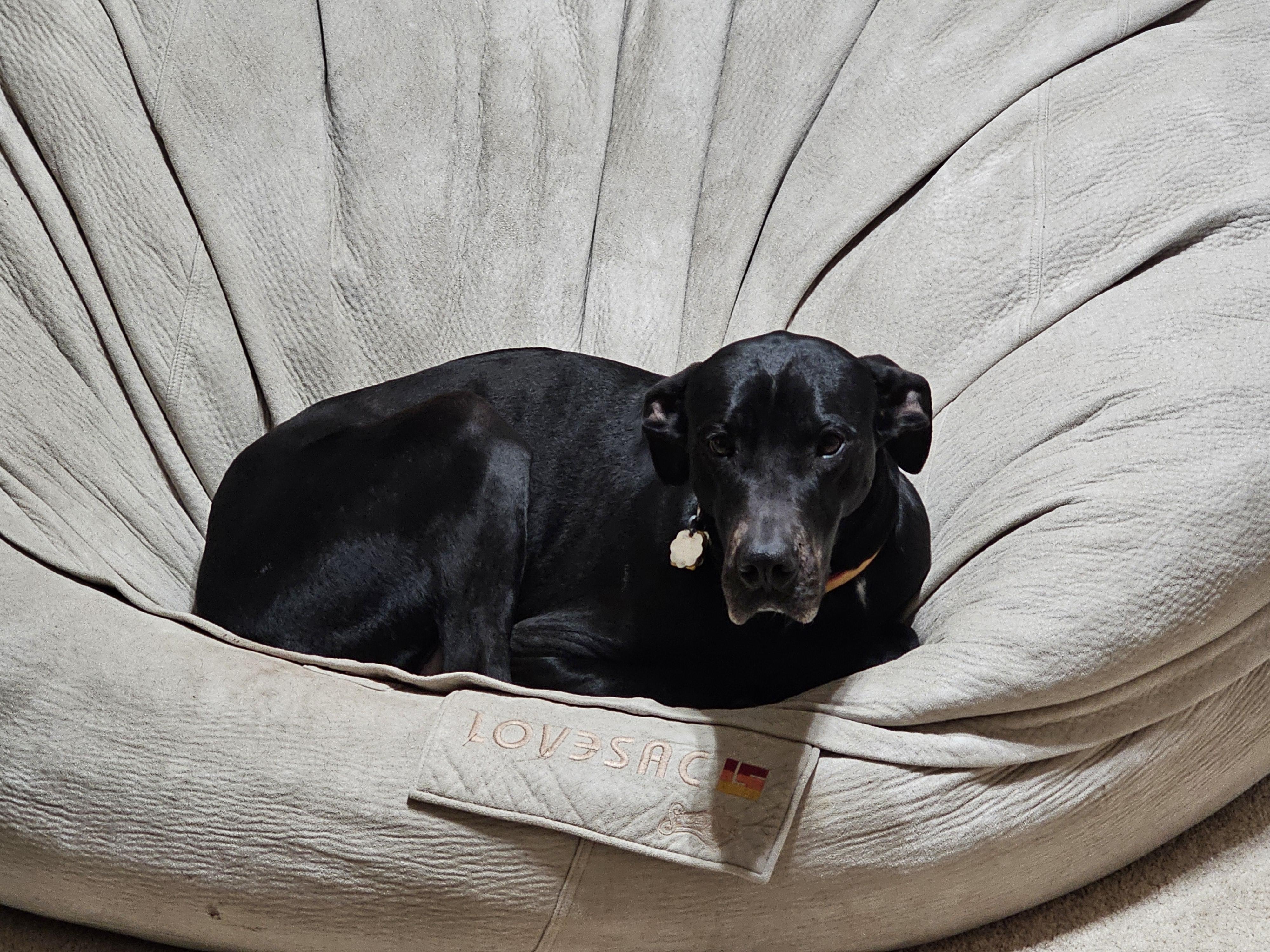 Enlarge Abby, a Adoptable Great Dane in Carrollton, TX image 4/6