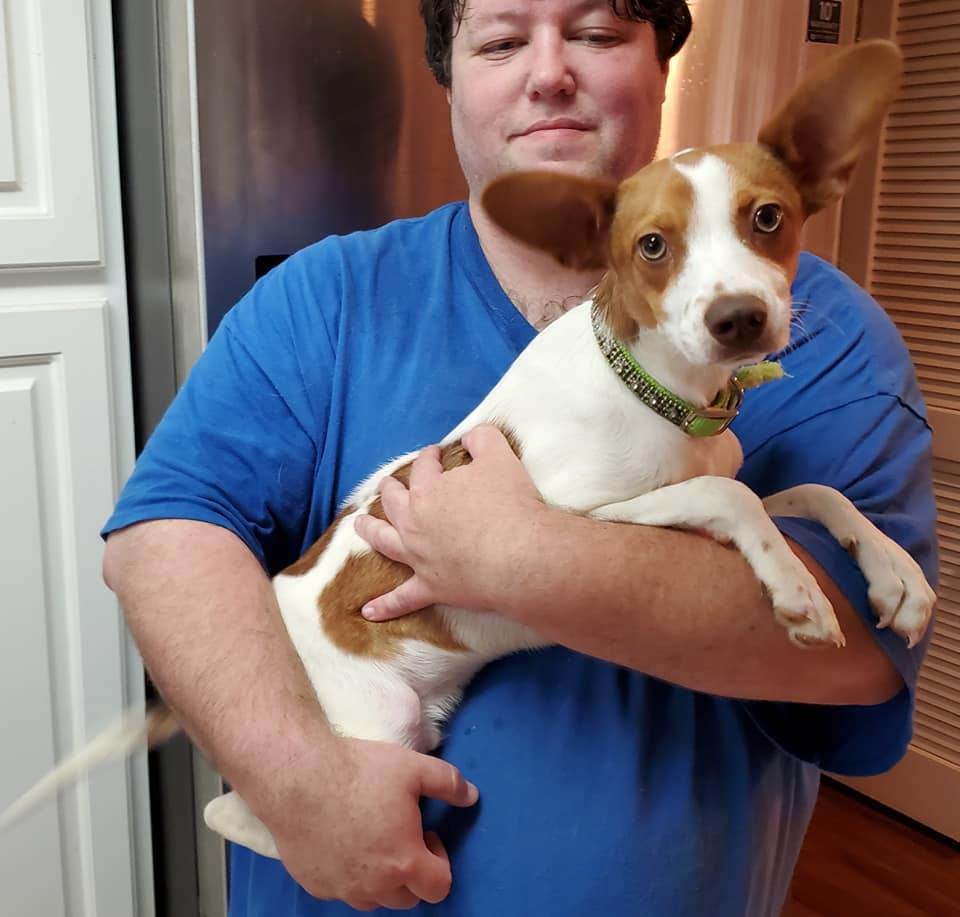 Enlarge Tango, a Adopted Rat Terrier in Kinsey, AL image 1/1