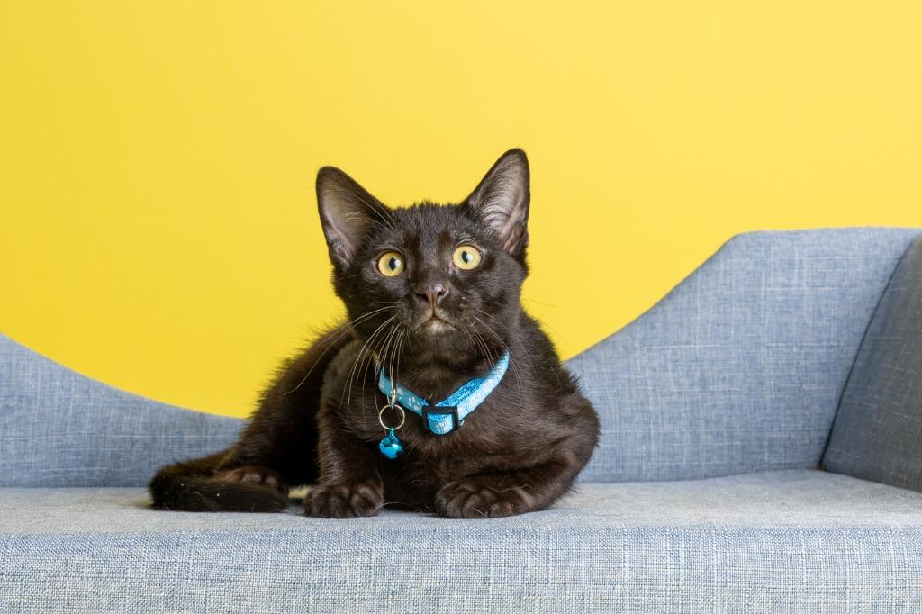 Nemo