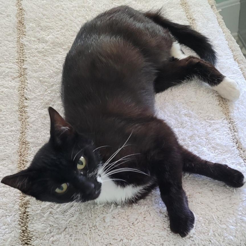Singer, Adoptable, Young Female Domestic Short Hair.