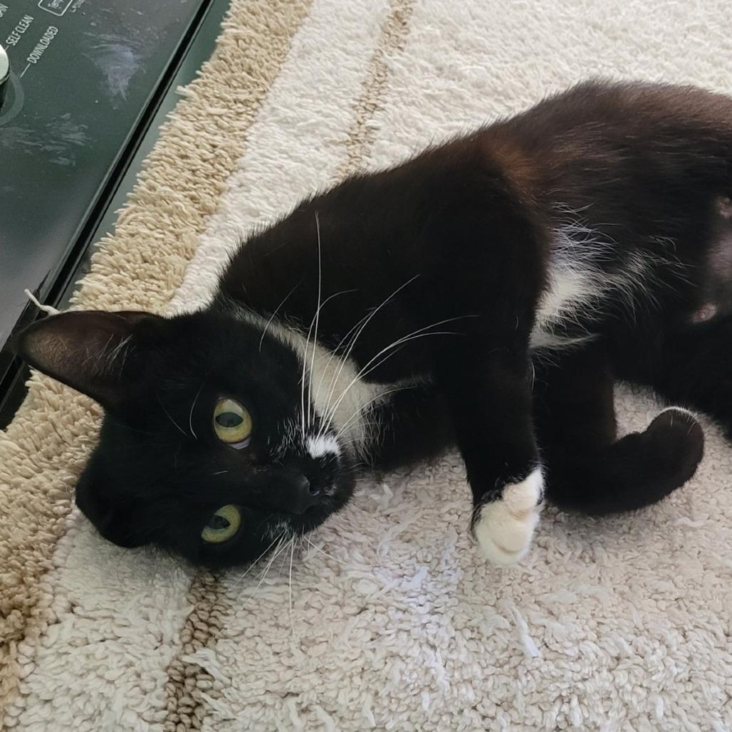 Enlarge Singer, a Adoptable Domestic Short Hair in Coos Bay, OR image 2/2
