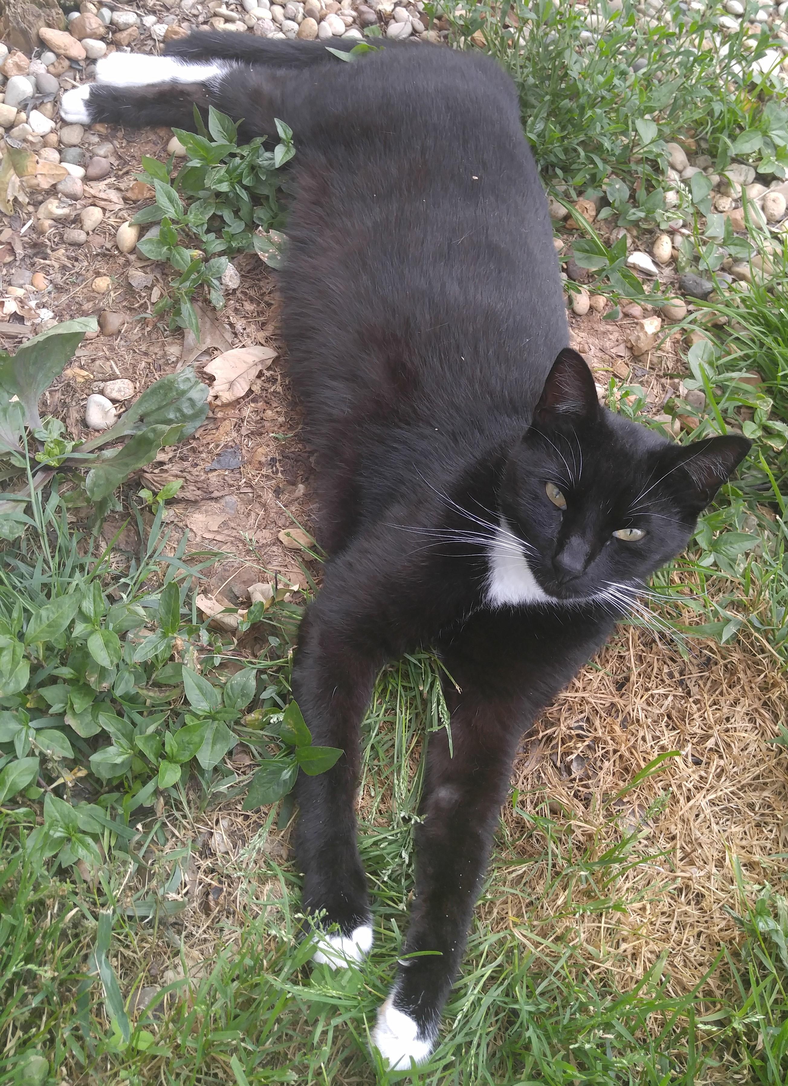 Linda, a Adoptable Domestic Short Hair in Vine Grove, KY image 1/12