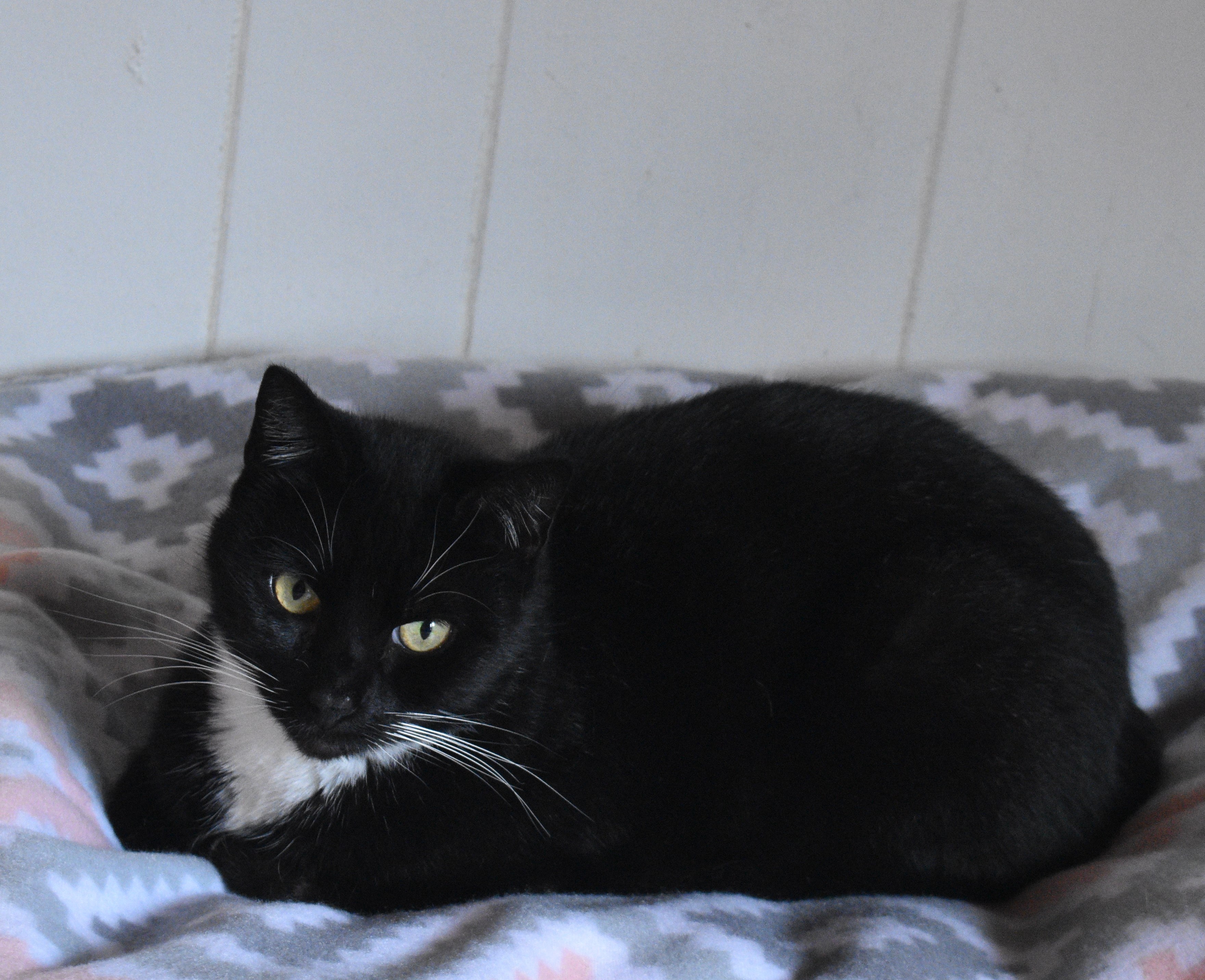 Linda, a Adoptable Domestic Short Hair in Vine Grove, KY image 4/12