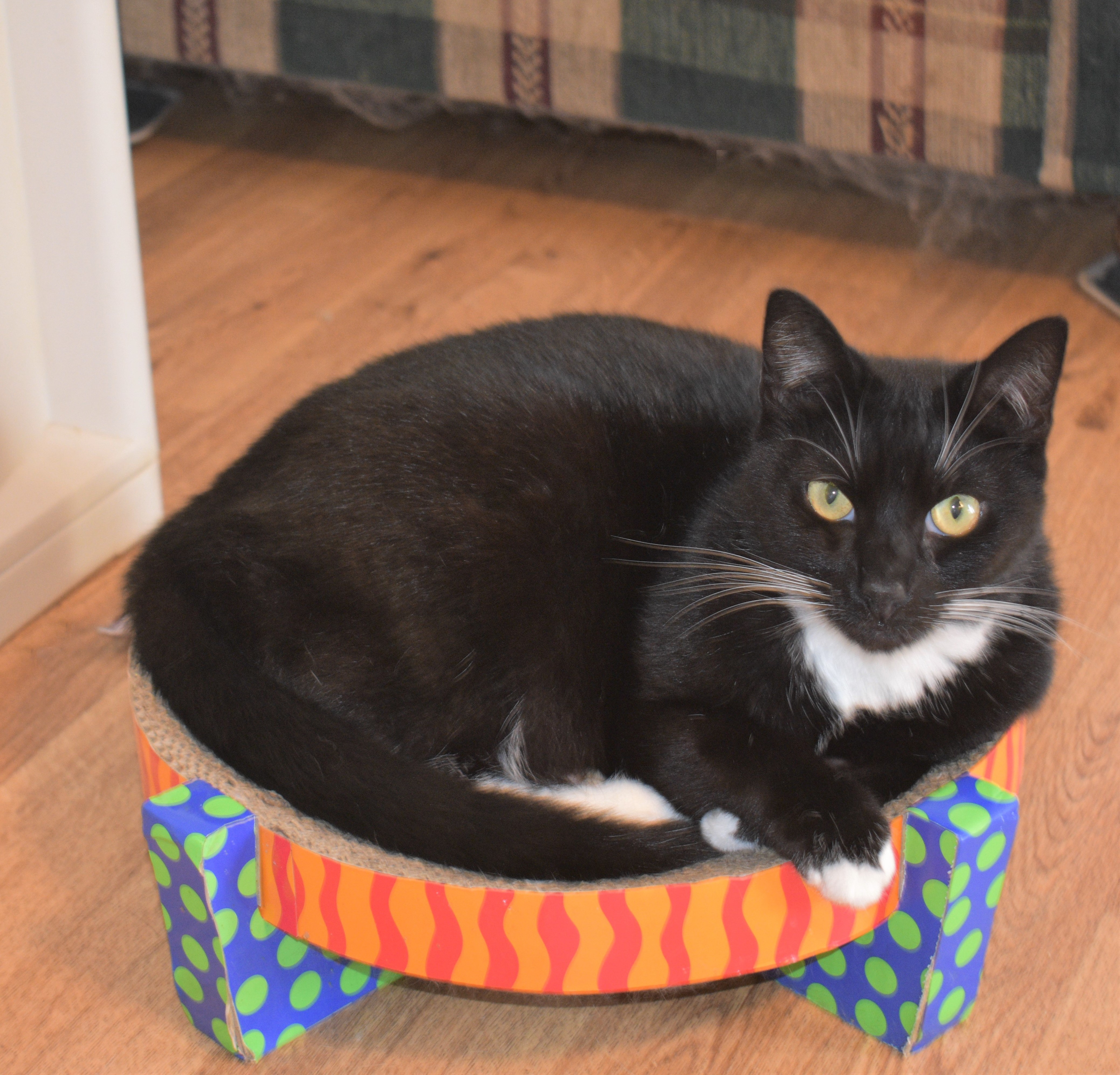 Linda, a Adoptable Domestic Short Hair in Vine Grove, KY image 5/12