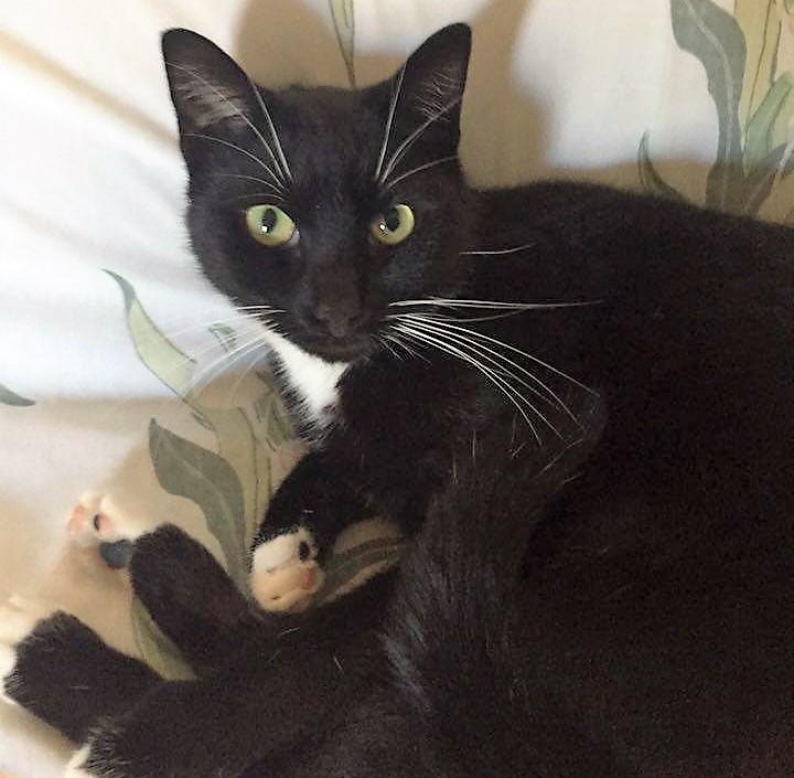 Linda, a Adoptable Domestic Short Hair in Vine Grove, KY image 6/12