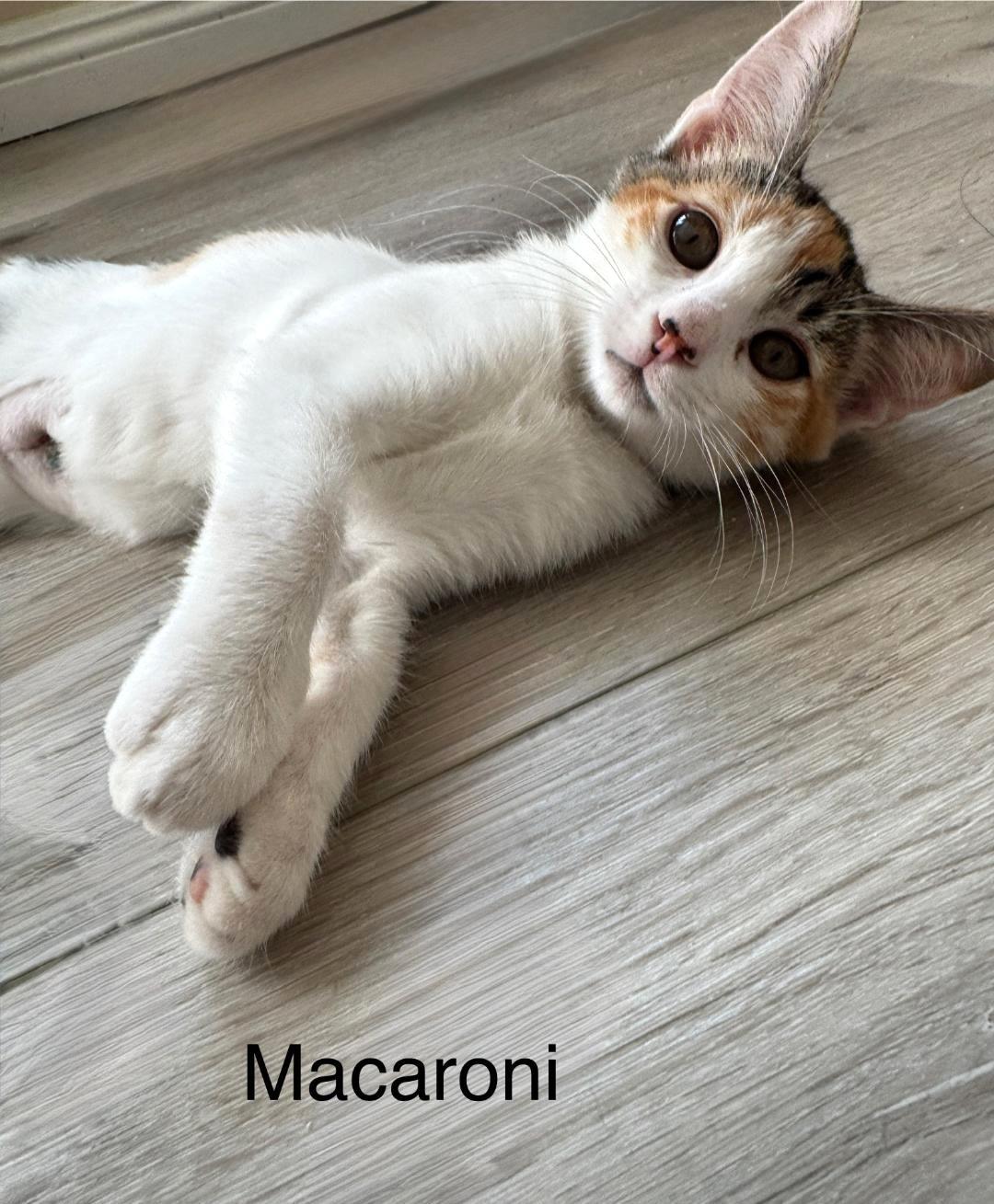 Macaroni