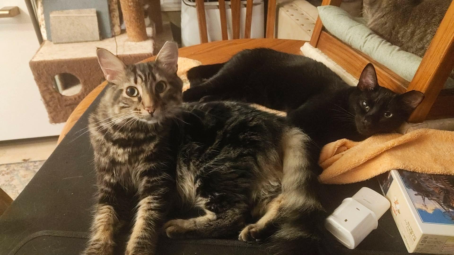 Enlarge Appleton M and Brigus F black, a ADOPTABLE Domestic Short Hair in Ottawa, ON image 2/6