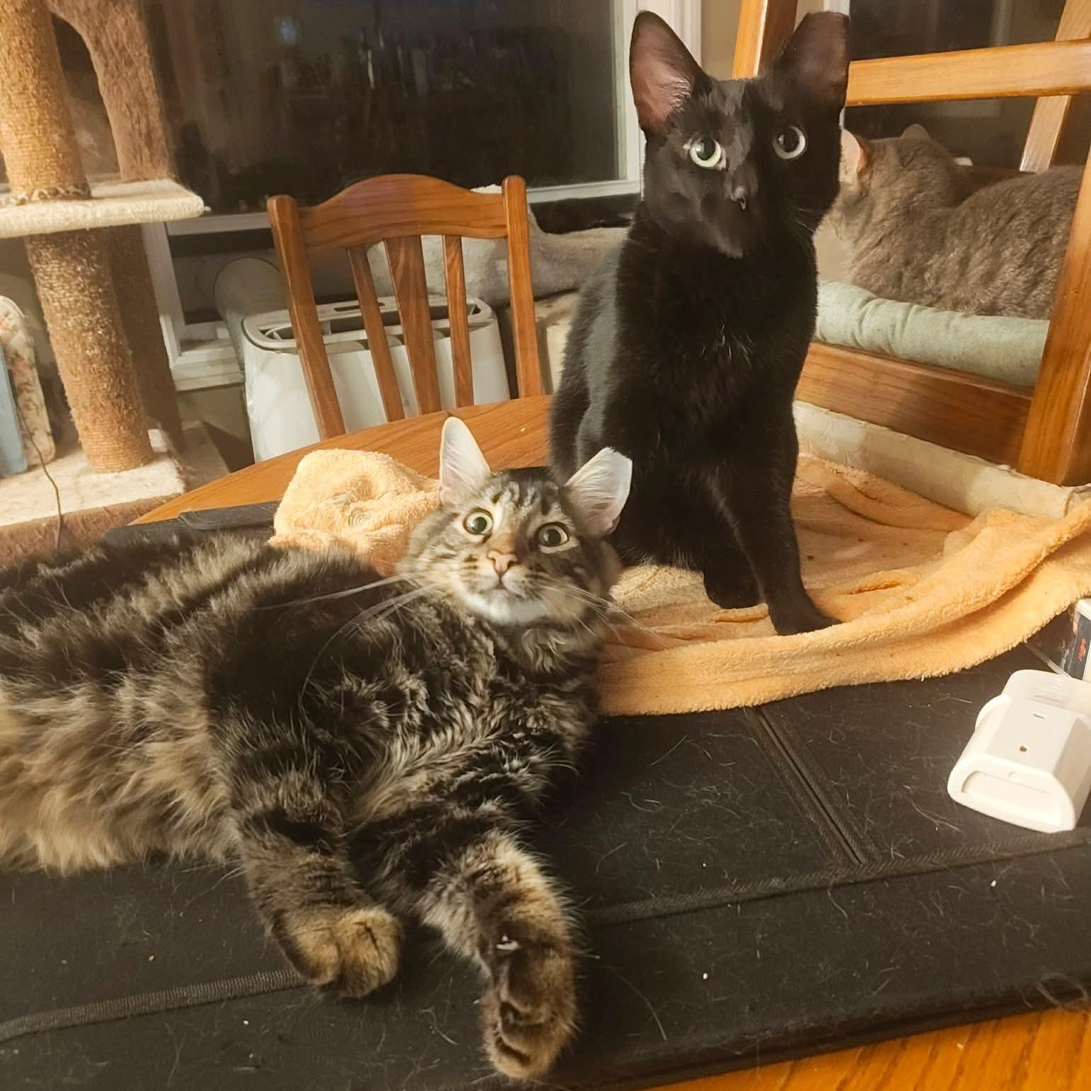 Appleton M and Brigus F black, ADOPTABLE, Adult Female Domestic Short Hair.