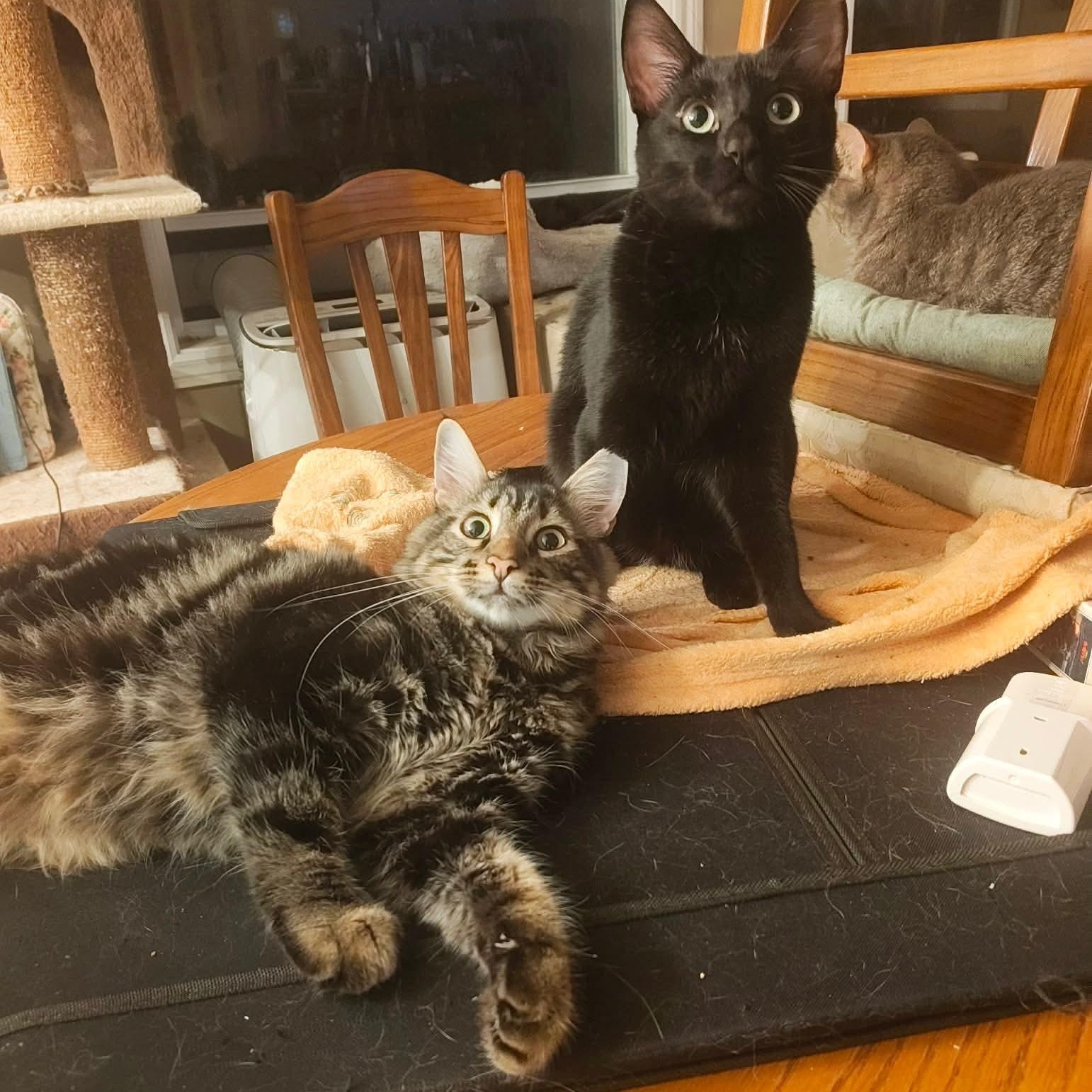 Enlarge Appleton M and Brigus F black, a ADOPTABLE Domestic Short Hair in Ottawa, ON image 3/6