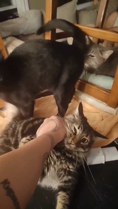 Enlarge Appleton M and Brigus F black, a ADOPTABLE Domestic Short Hair in Ottawa, ON video 6/6