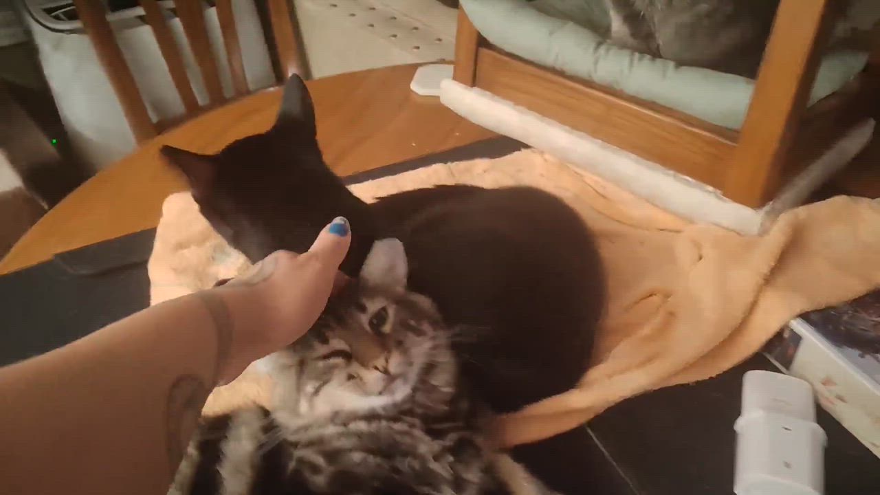 Enlarge Appleton M and Brigus F black, a ADOPTABLE Domestic Short Hair in Ottawa, ON video 5/6