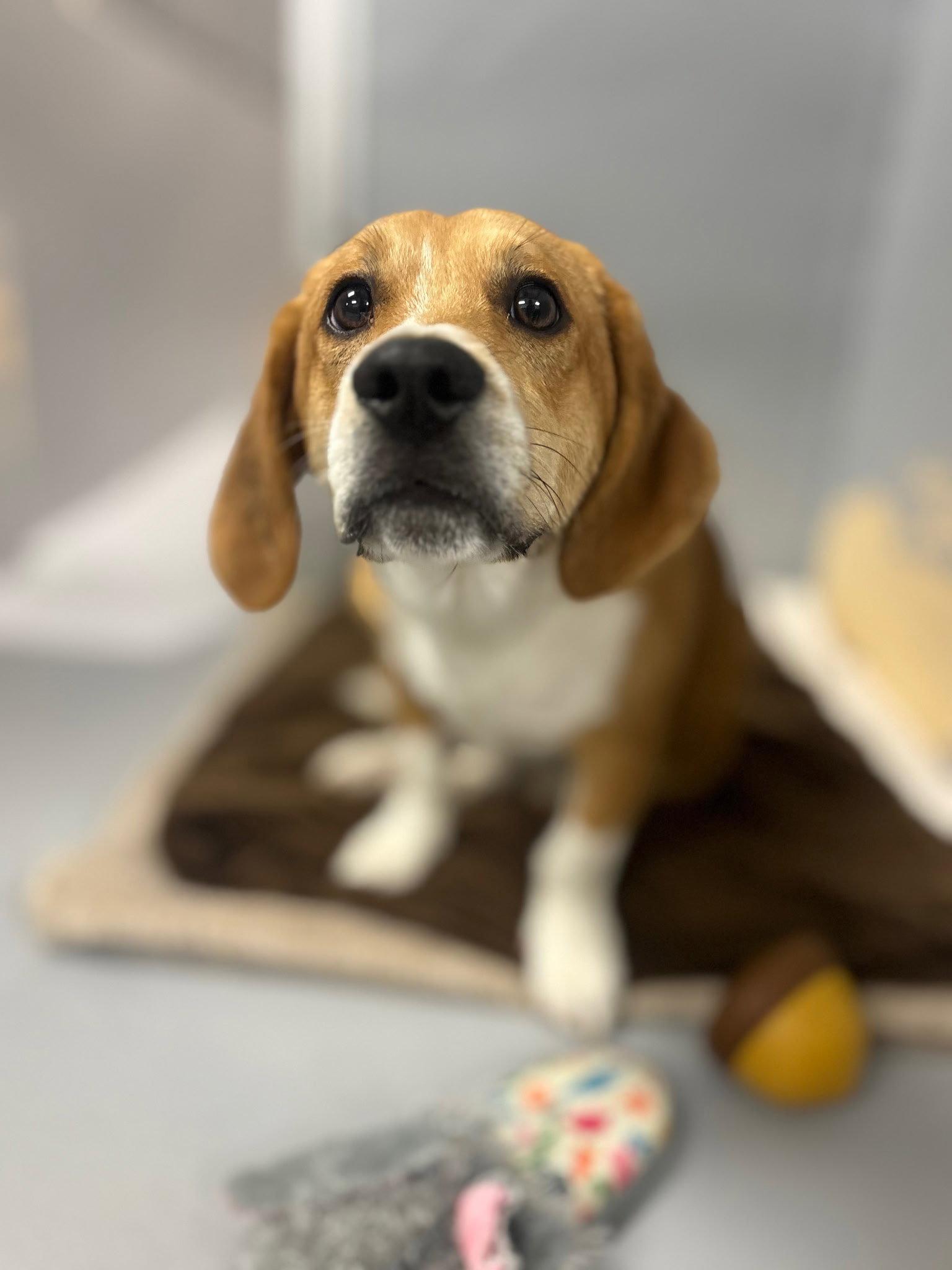 Bruiser, a Adopted Basset Hound in Brookville, OH image 1/3