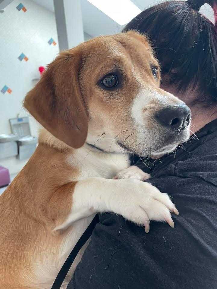 Bruiser, a Adopted Basset Hound in Brookville, OH image 3/3