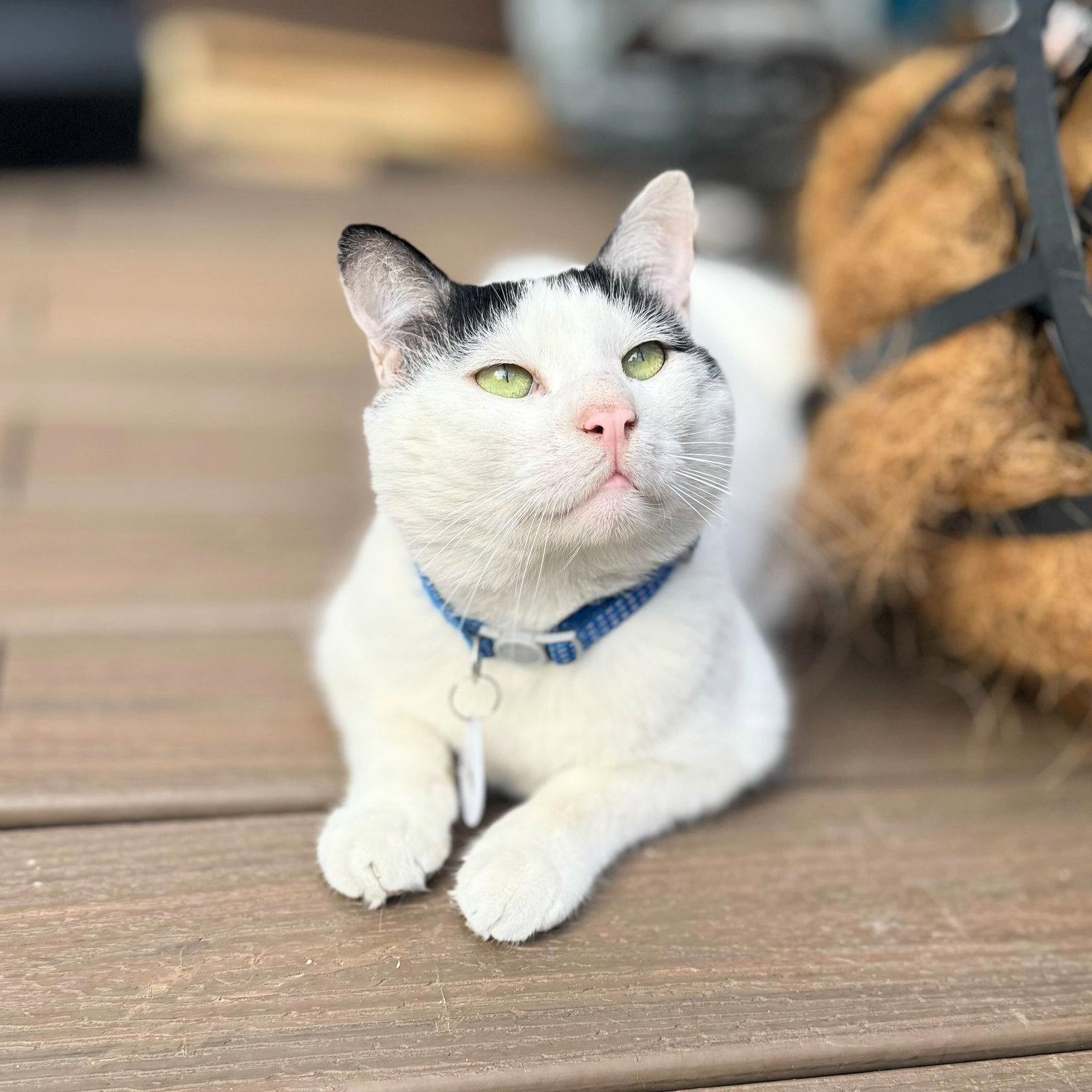 Panda, Adoptable, Adult Male Domestic Short Hair.