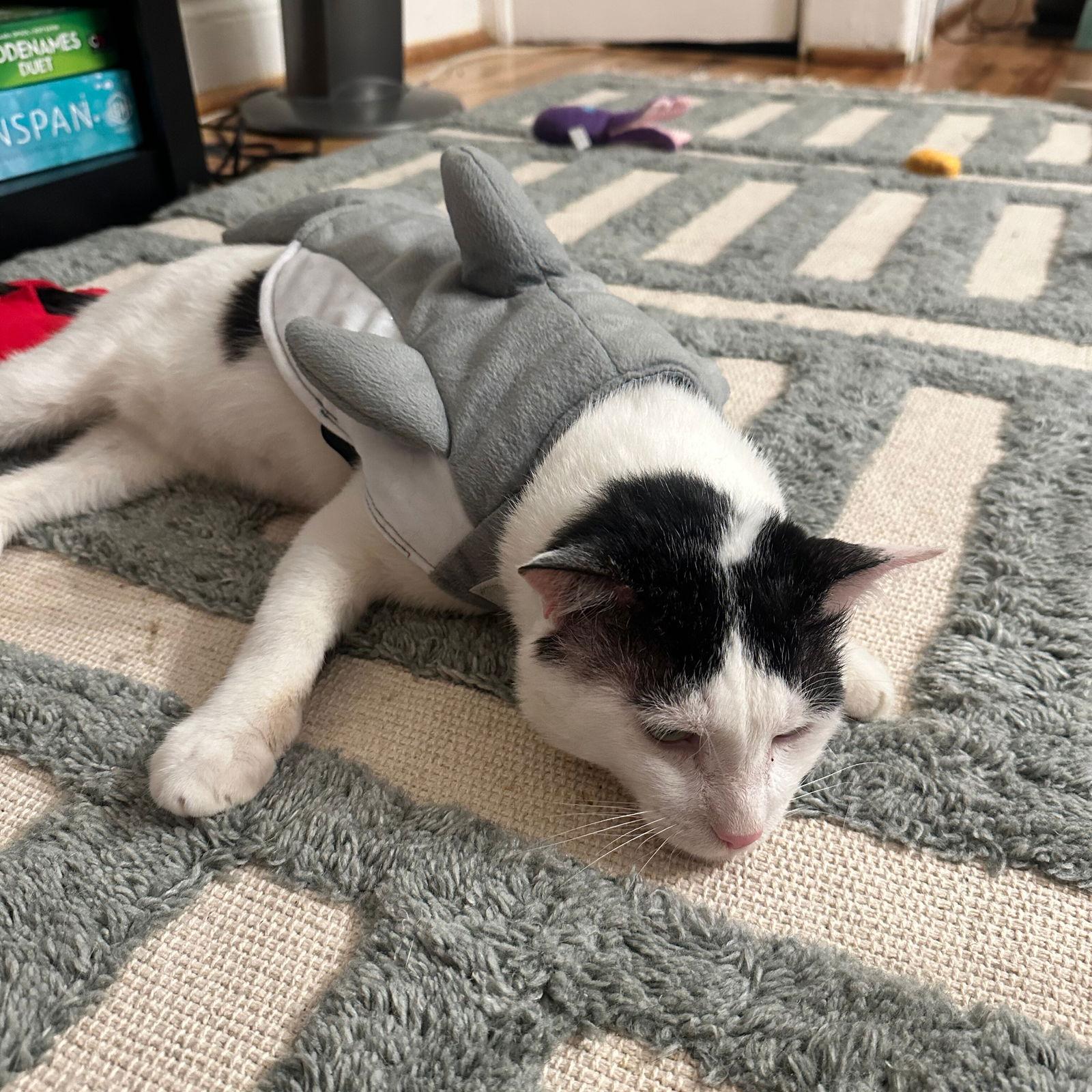 Panda, a Adoptable Domestic Short Hair in Brooklyn, NY image 1/3