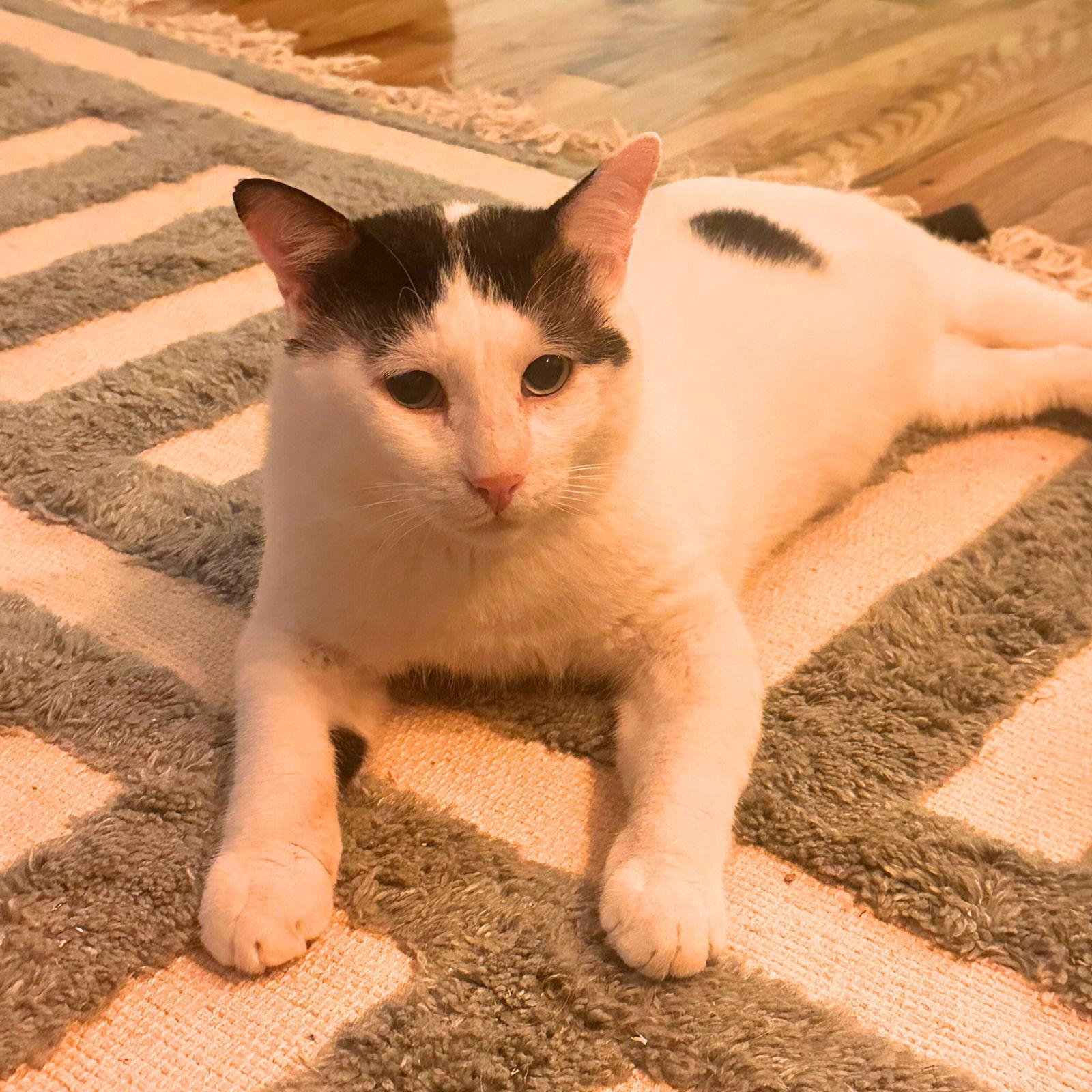 Panda, a Adoptable Domestic Short Hair in Brooklyn, NY image 2/3