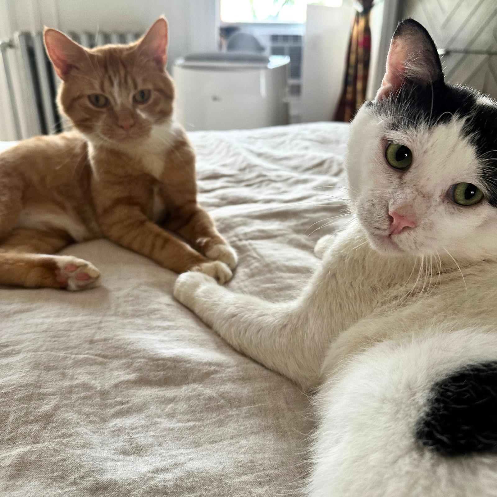 Panda, a Adoptable Domestic Short Hair in Brooklyn, NY image 3/3