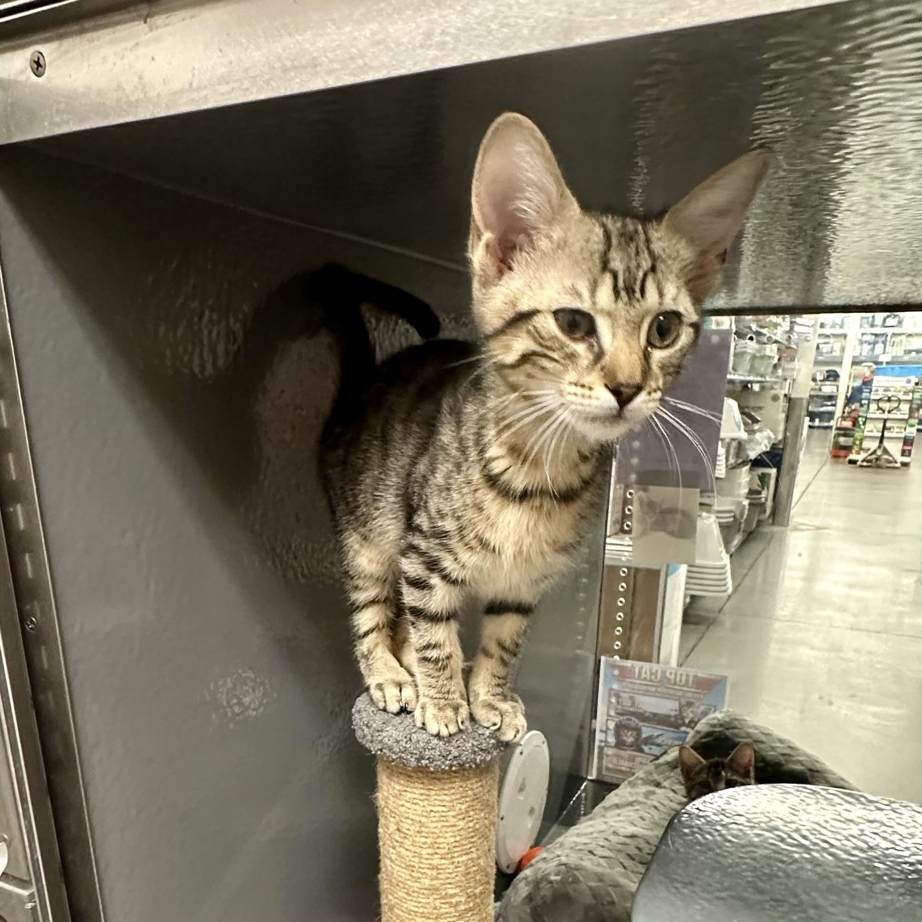 Maverick, an adopted Domestic Short Hair in Beaufort, SC image 1/6